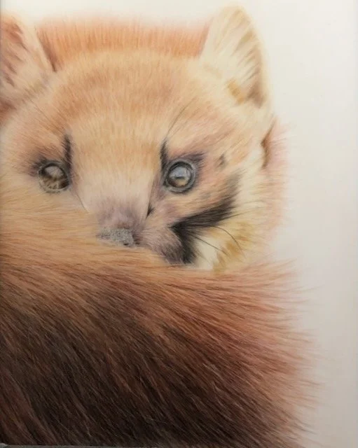 Pine Marten. From a workshop with Bonny Snowdon.  Photo credit Pexels