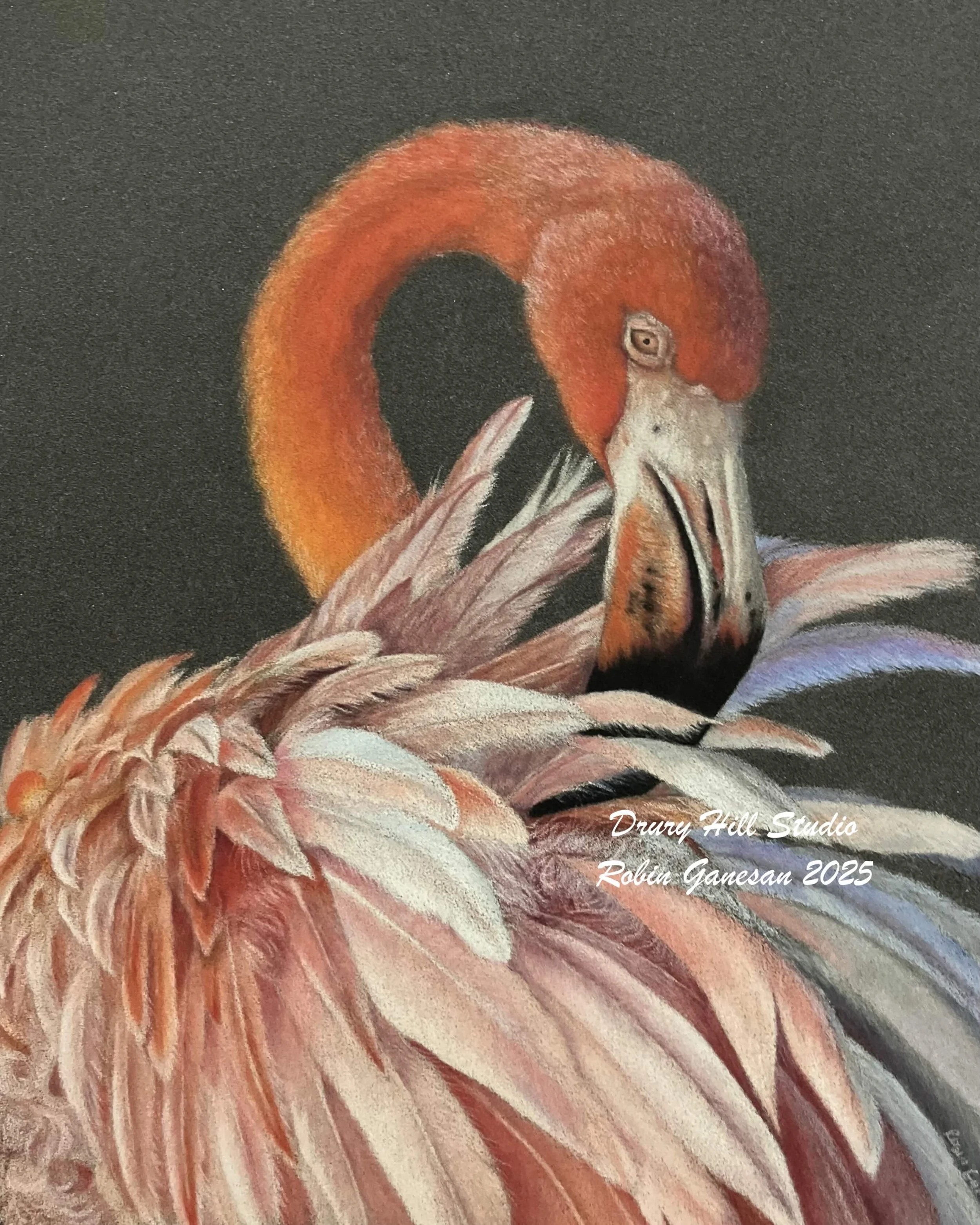 Flamingo - Personal collection