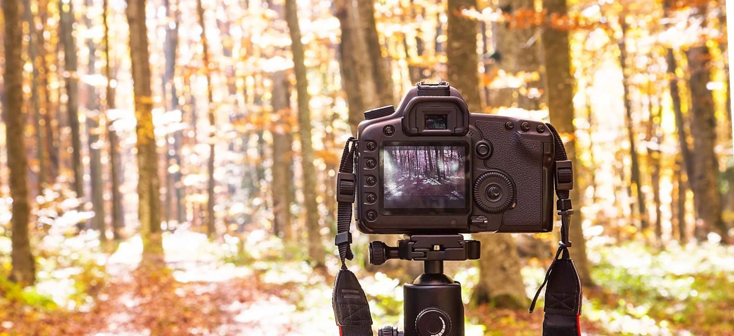 Introduction to Photography – Mastering the Basics with David Kearley
