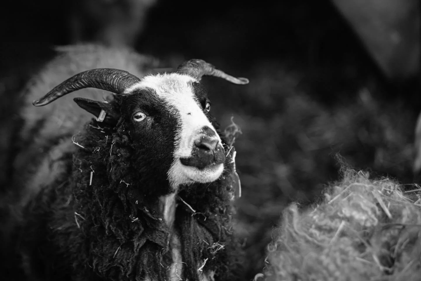 Went to the market, found the quieter side of it.

#blackandwhite #documentary #streetphotography #farmersmarket #bnwphotography