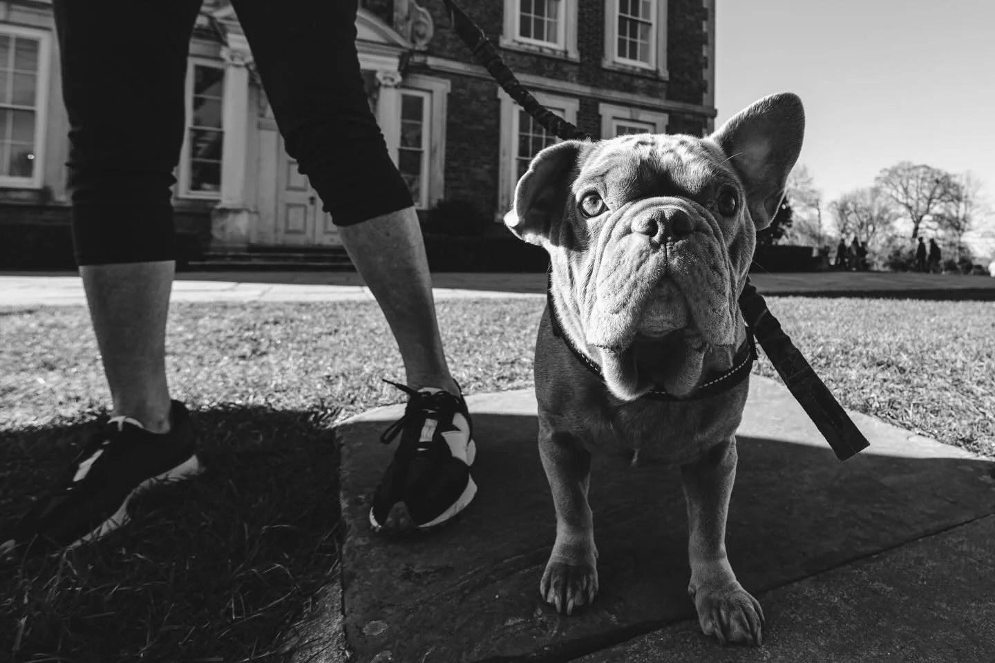 Stopped mid-walk because he looked straight at me like this.
Didn&rsquo;t argue. #streetphotography #blackandwhitephotography #dogsofinstagram #londonphotography #fujifilmx100f