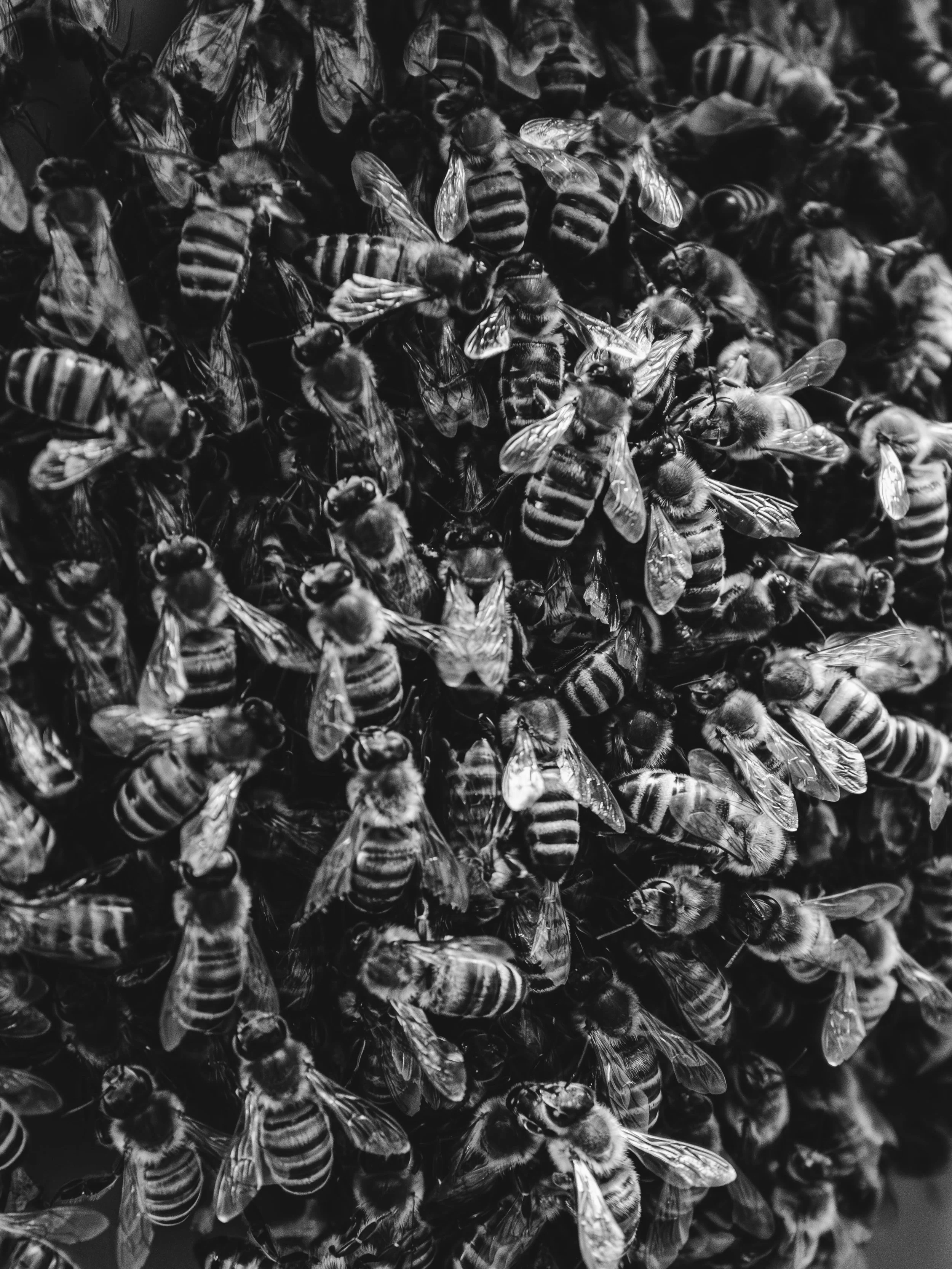 The hive only works because the individual forgets itself. #blackandwhitephotography
#bnwphotography
#moodygrams #darkart #fujifilmuk