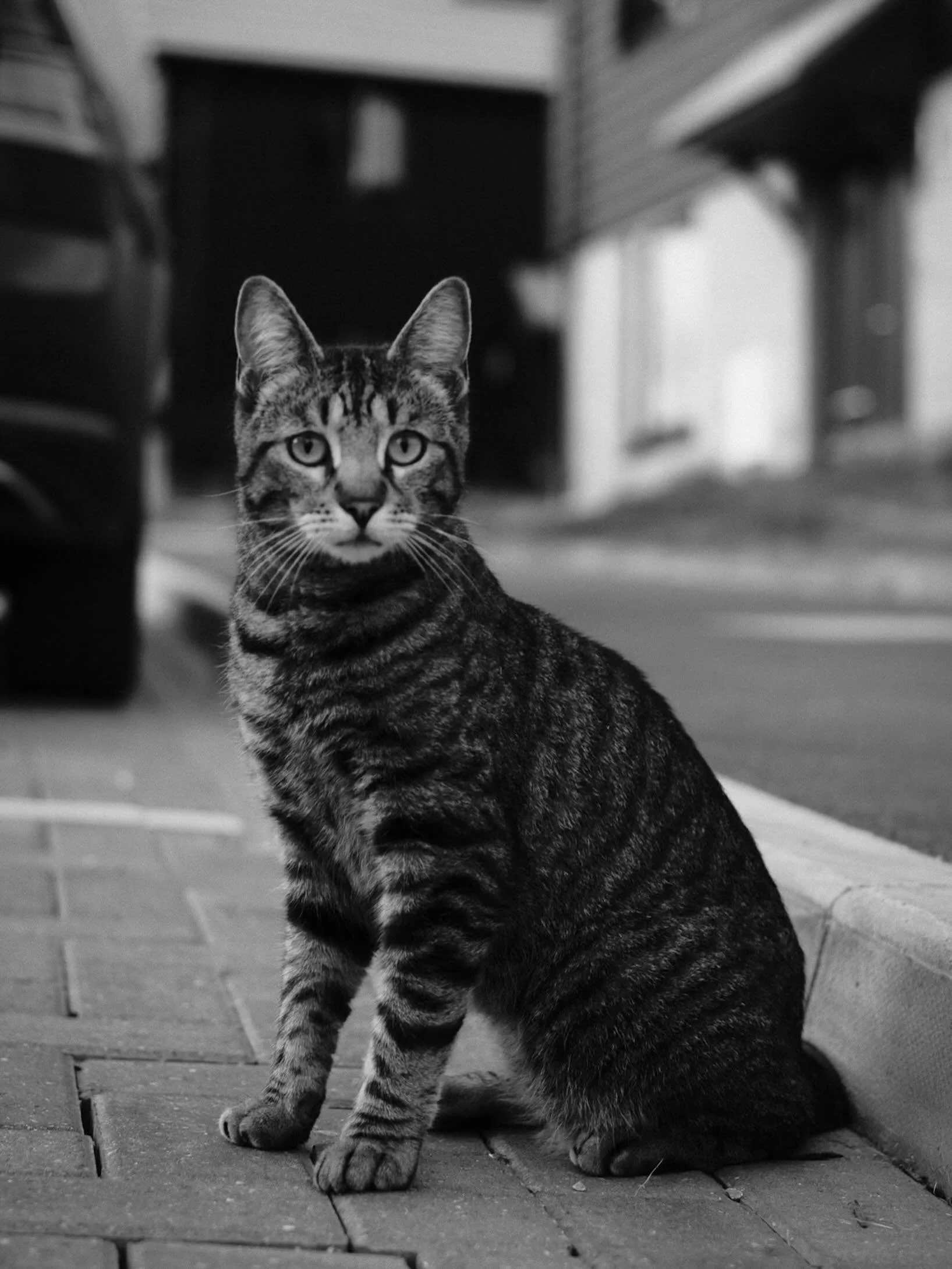 He looked at us like we&rsquo;d interrupted absolutely nothing of importance.

#catsofinstagram
#monochromephoto
#photowalks
#animalportrait
#bnw_mood
