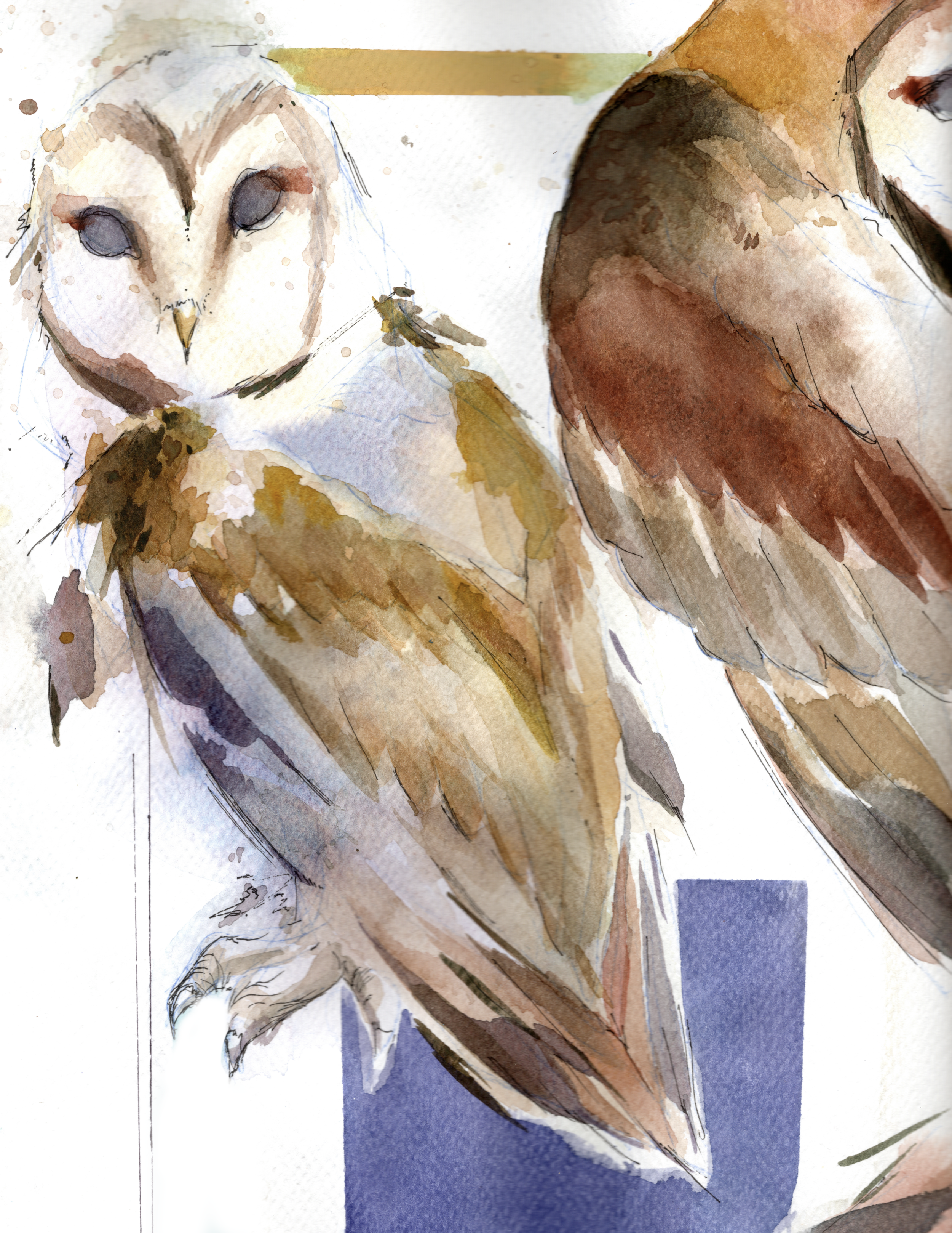 BIRD I.png