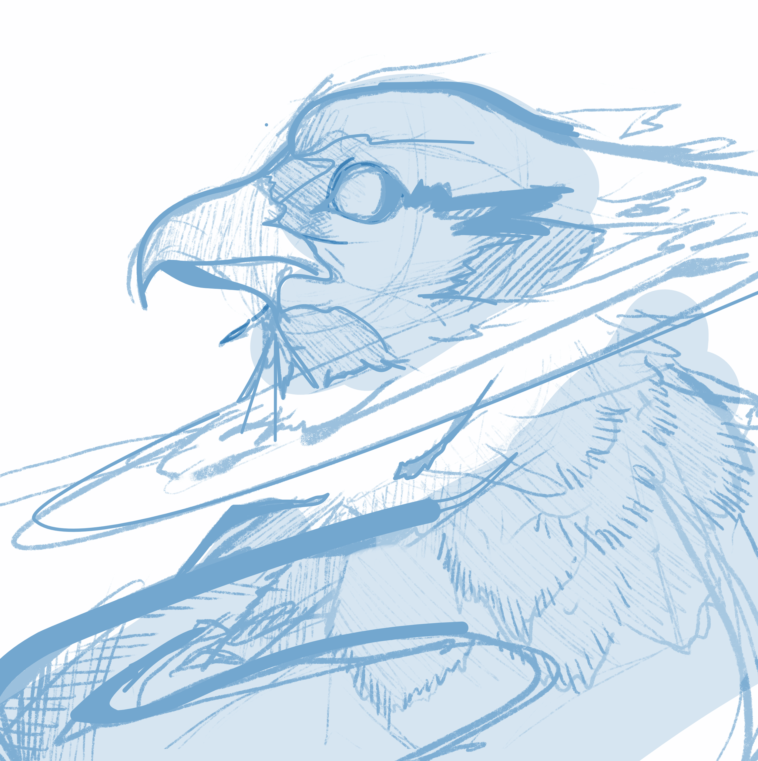 BIrd!.png