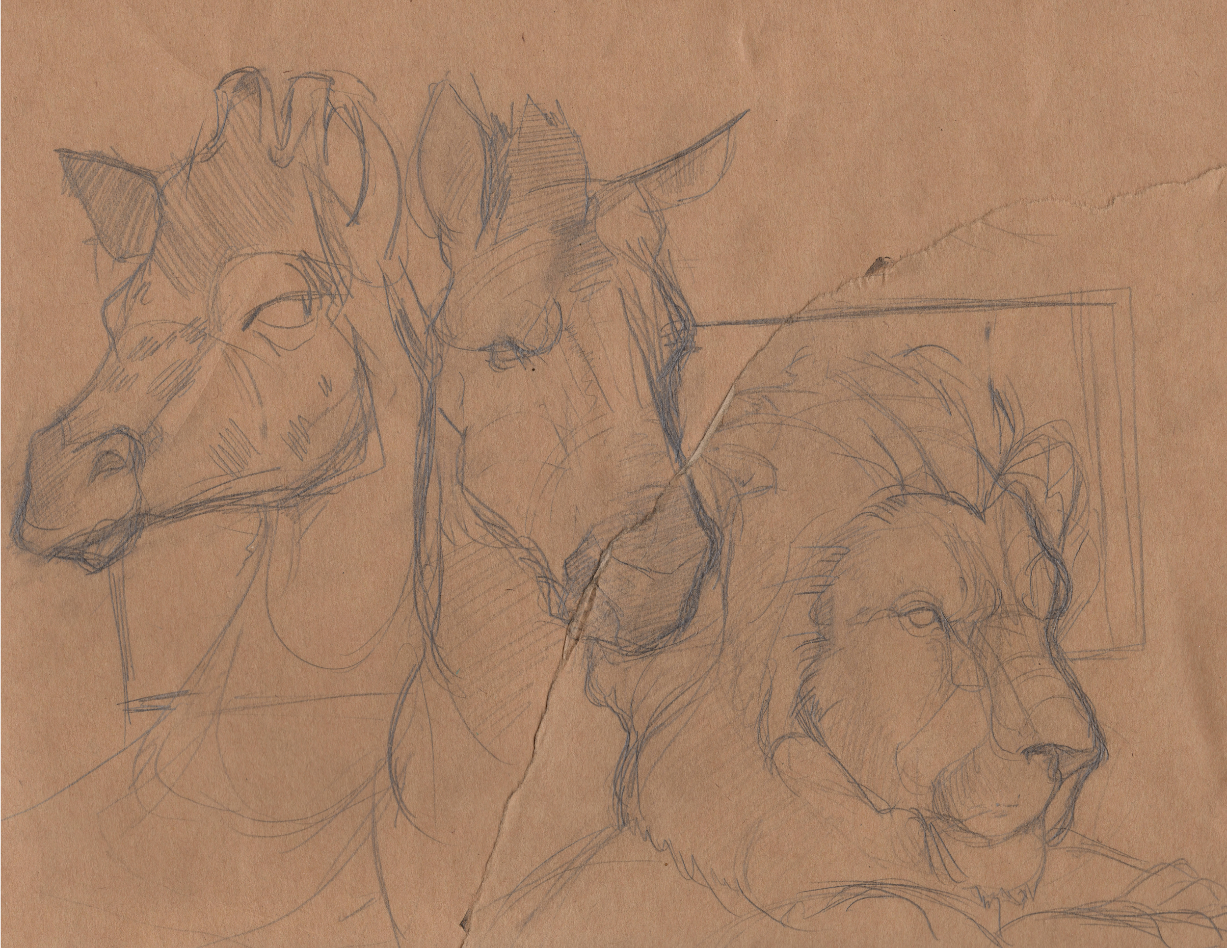 Lion sketch.png