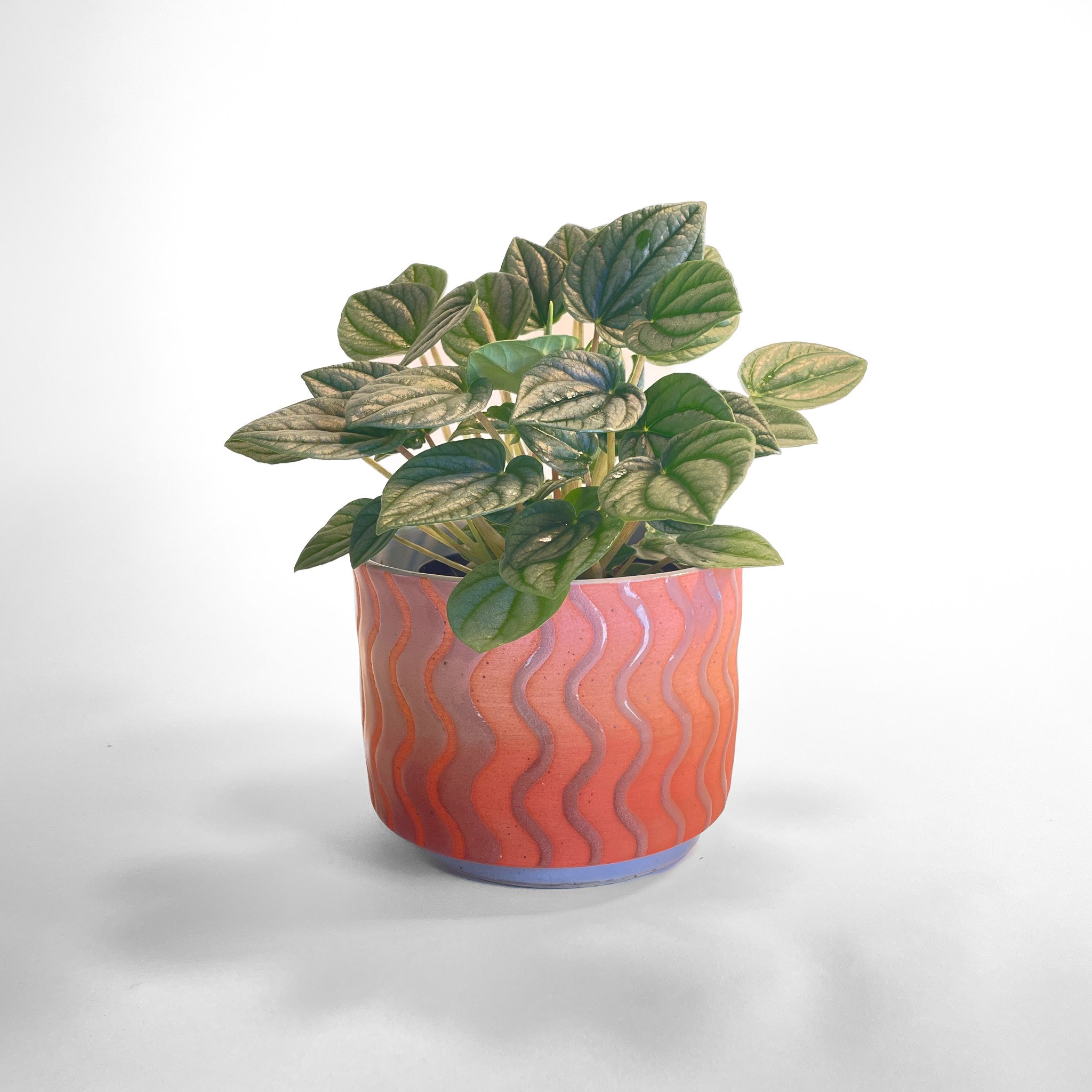 Gradient Squiggle Planter