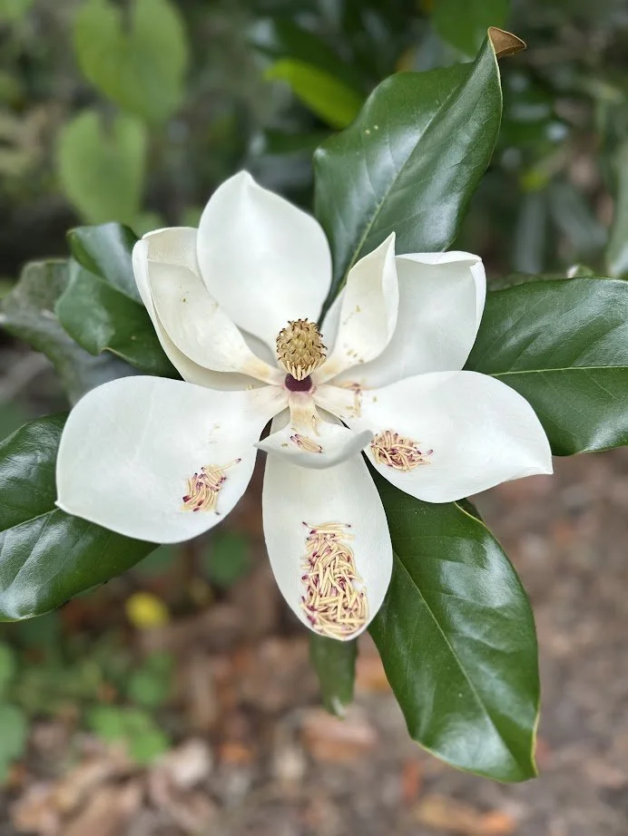 Close-up of a white gardenia flower with glossy green leaves.