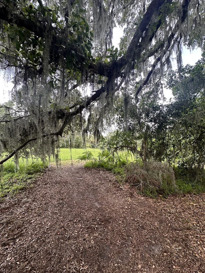 Dirt path through a lush, green forest with hanging moss and tall trees, leading to a bright, grassy field in the background.