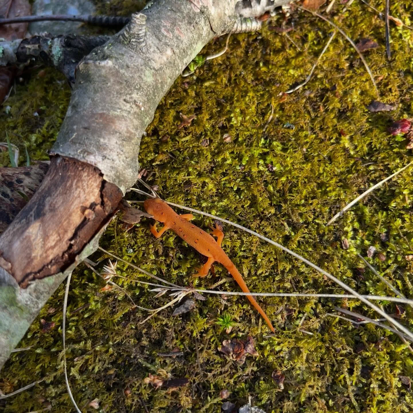 Signs of Spring 🌿🍃🌷

If there is anything that I realized is that winter ❄️☃️ gives us appreciation of the budding trees, blooming flowers, the brightly moss covered rocks, and the sound of the critters around us. 

It was truly a magical experien