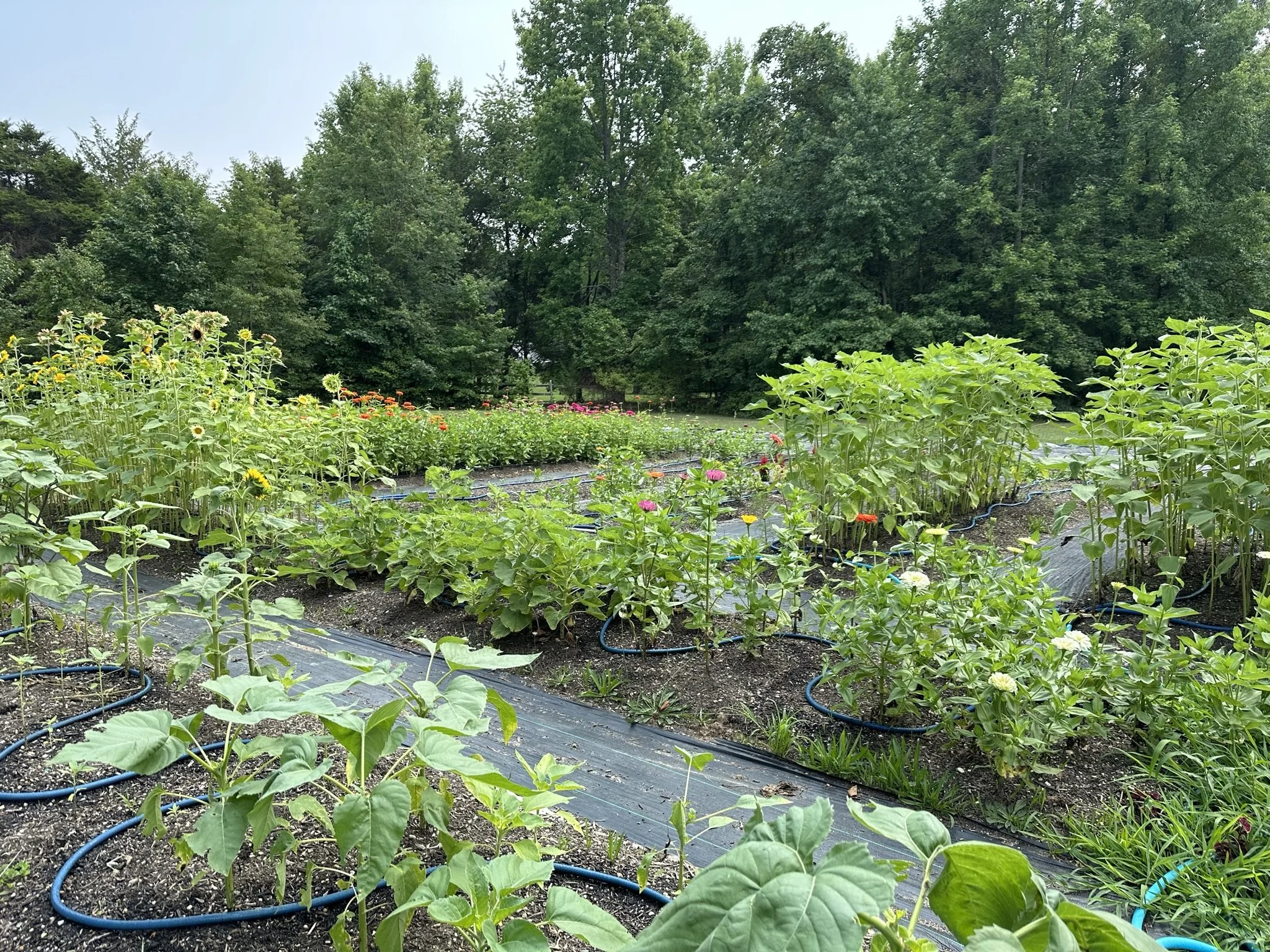 Garden Under Siege: My Real-Life Battle with Summer Pests