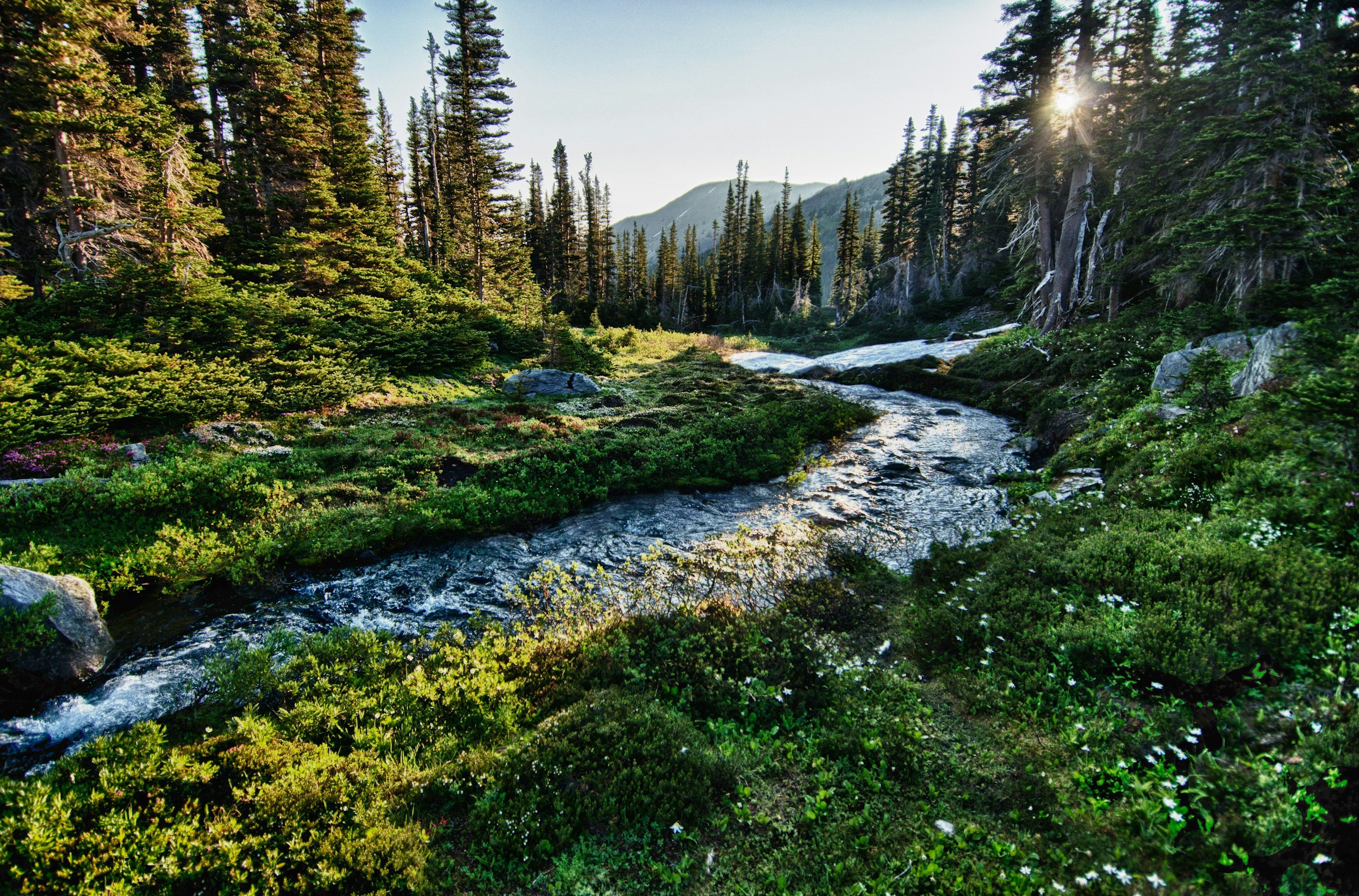 A forest scene with tall pine trees, a flowing creek, and sunlight filtering through the trees during daytime.