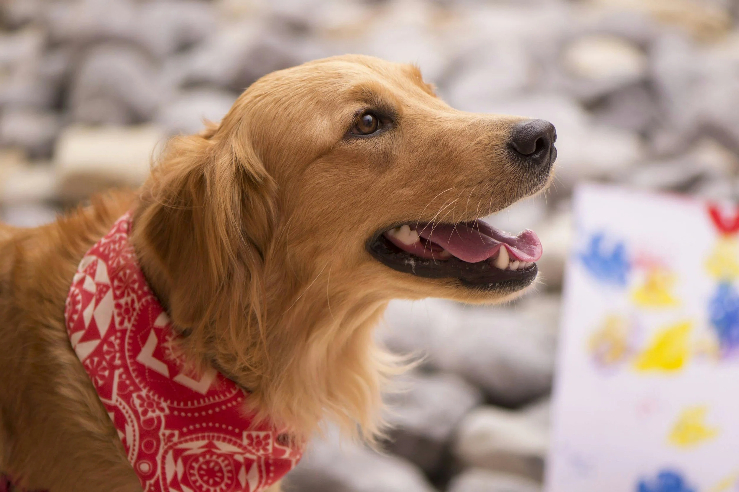 10 Must-Know Tips for Raising a Happy and Healthy Pet