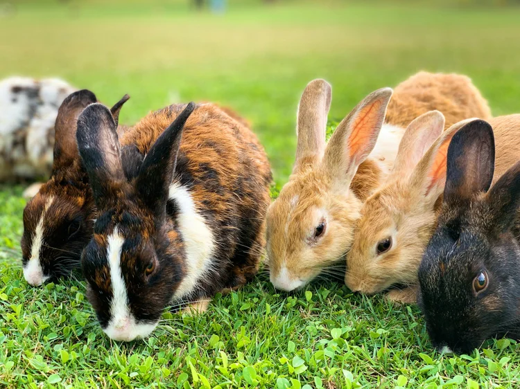 Un Rabbit Ultimate Guide to Bunny Care: Everything You Need to Know About Pet ...
