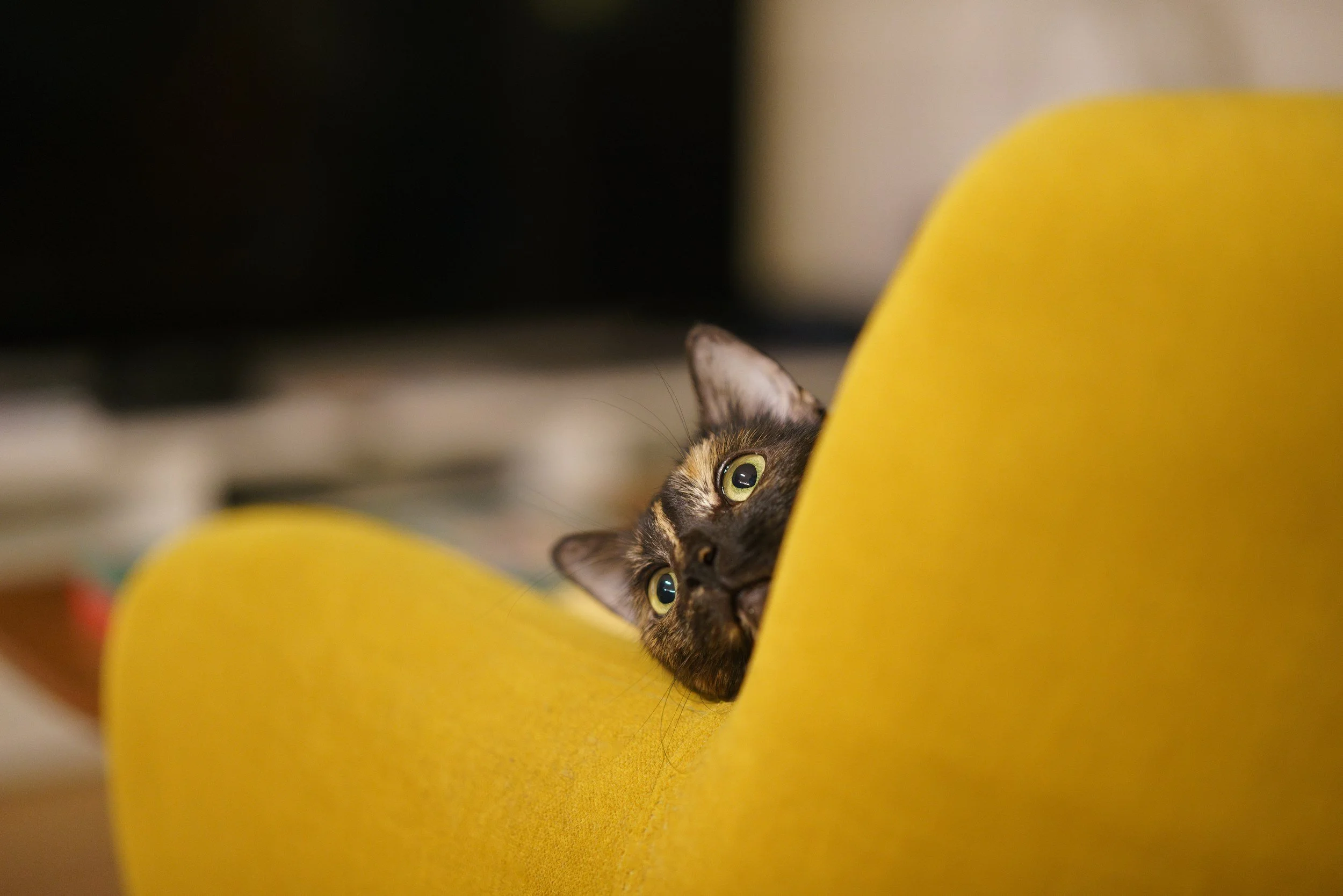 How to Stop Your Cat from Scratching the Couch