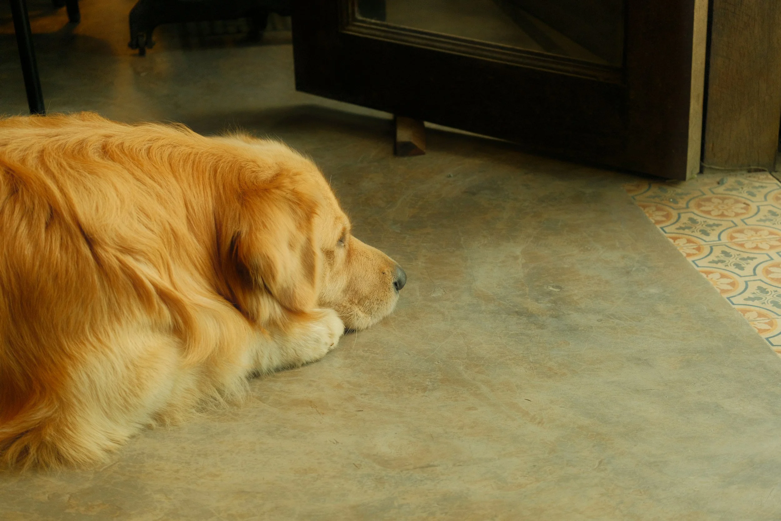 Do Dogs Get Lonely When Left Alone All Day?