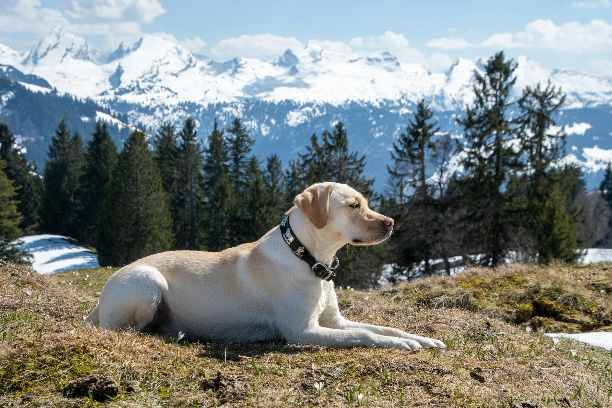Best Dog Breeds for First-Time Owners 