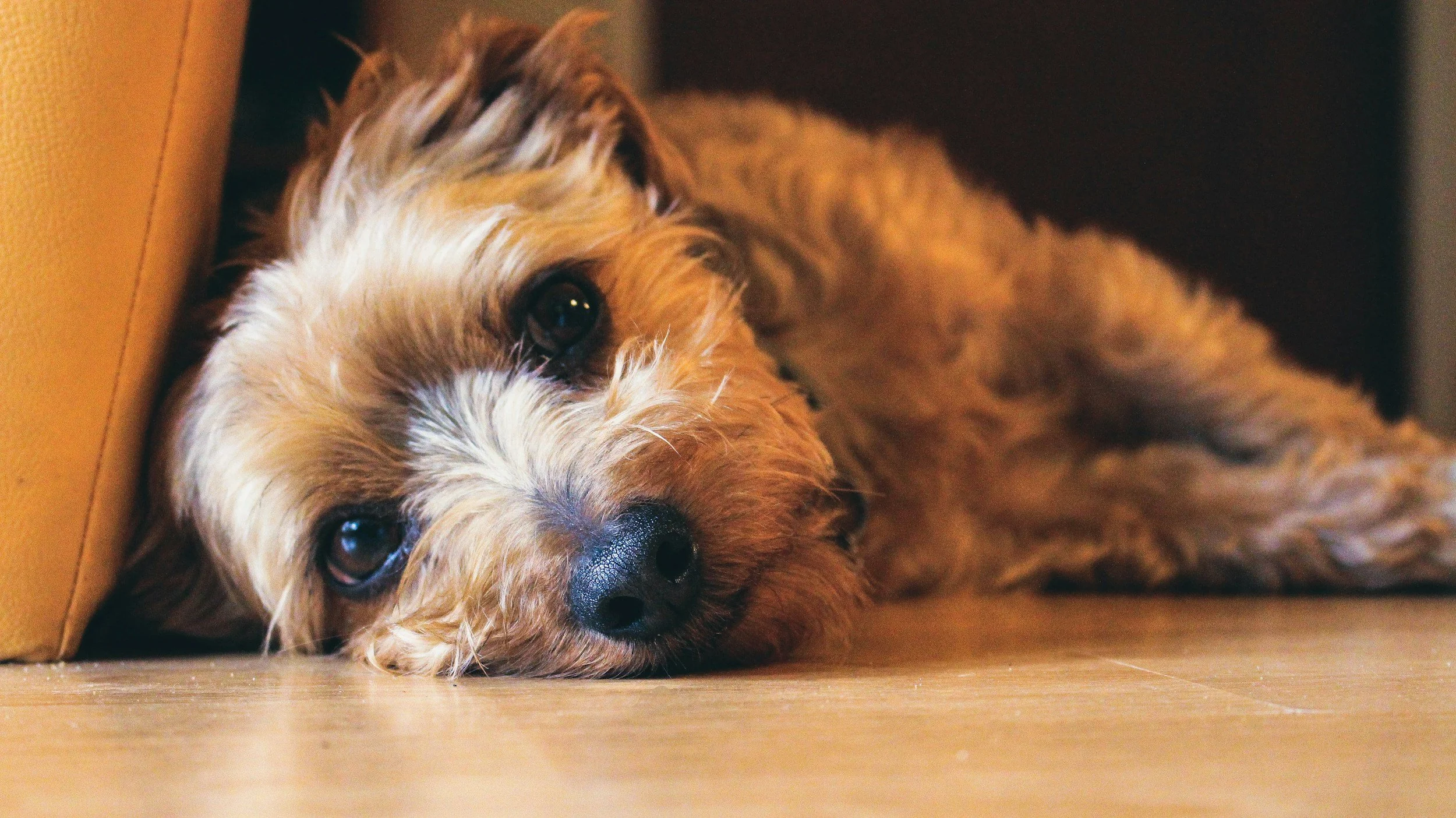 How to Crate Train a Puppy at Night Without Crying: A Step-by-Step Guide