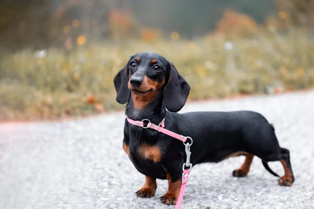 Miniature Dachshunds The Adorable Dog With a Big Personality