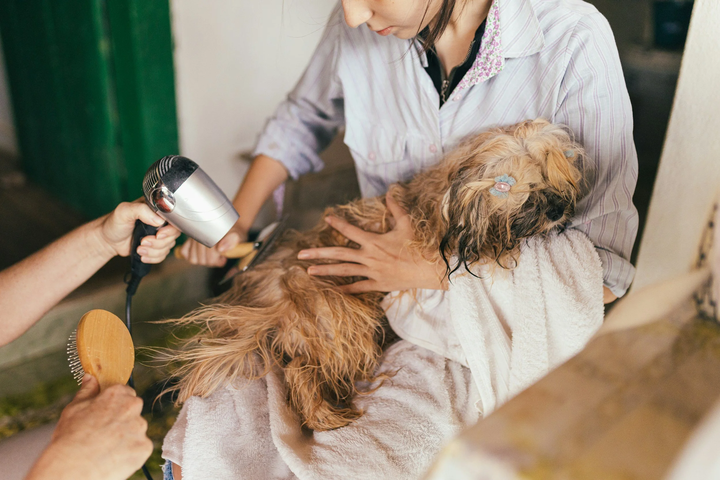 Best Dog Grooming Clippers of 2025
