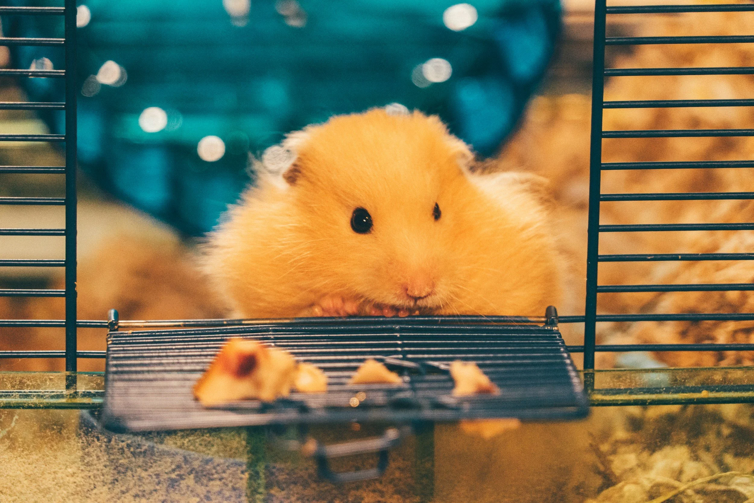 Why Is My Hamster Biting the Cage?