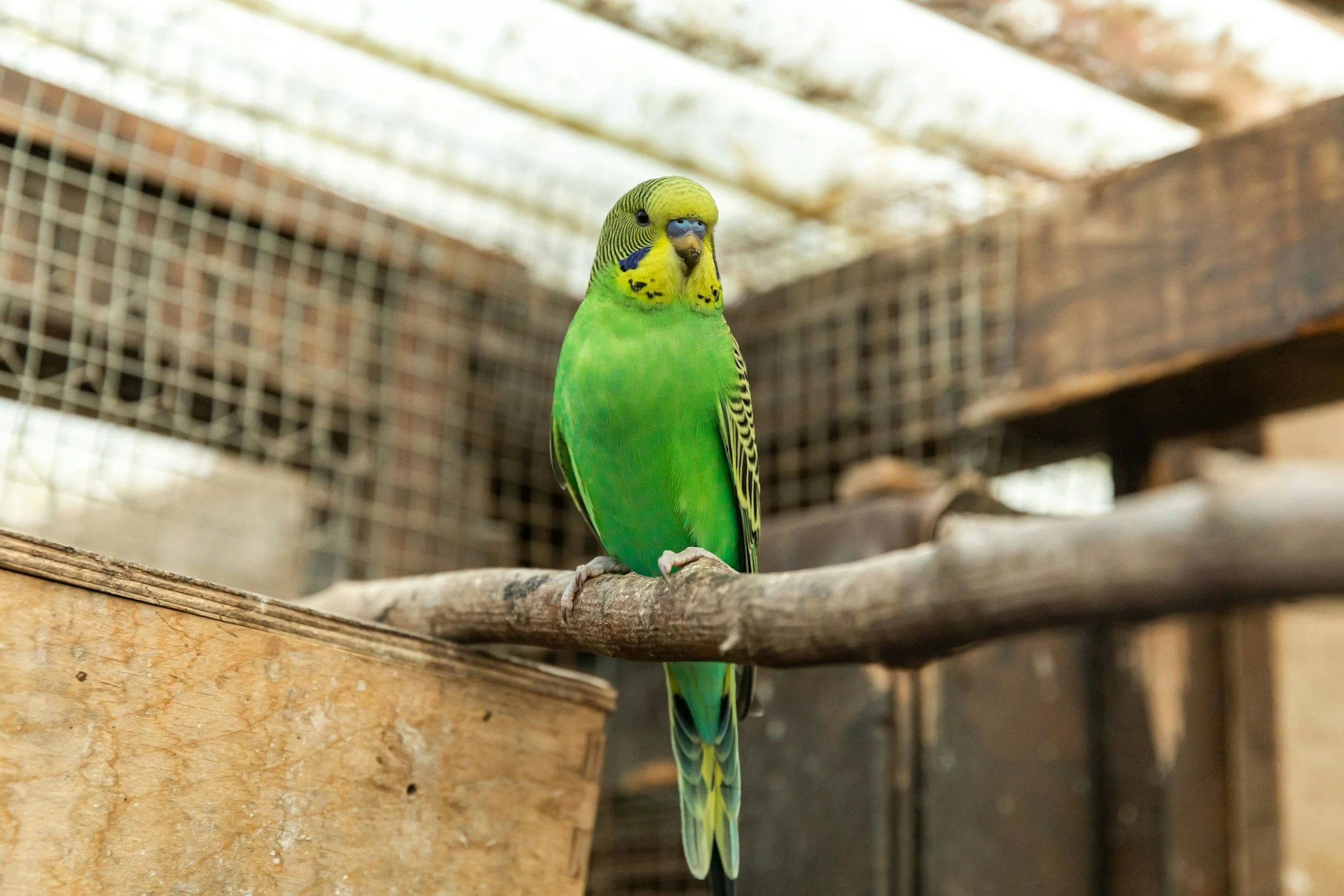 Why Is My Budgie Puffed Up?