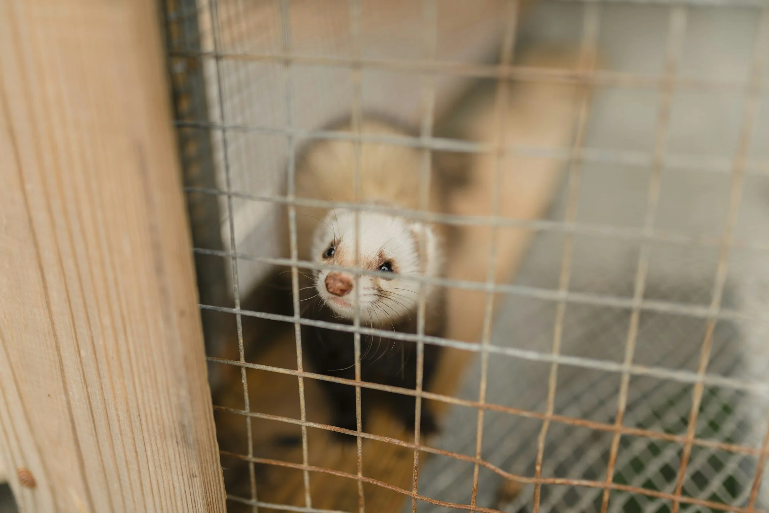 Are Ferrets Good Pets for Beginners?