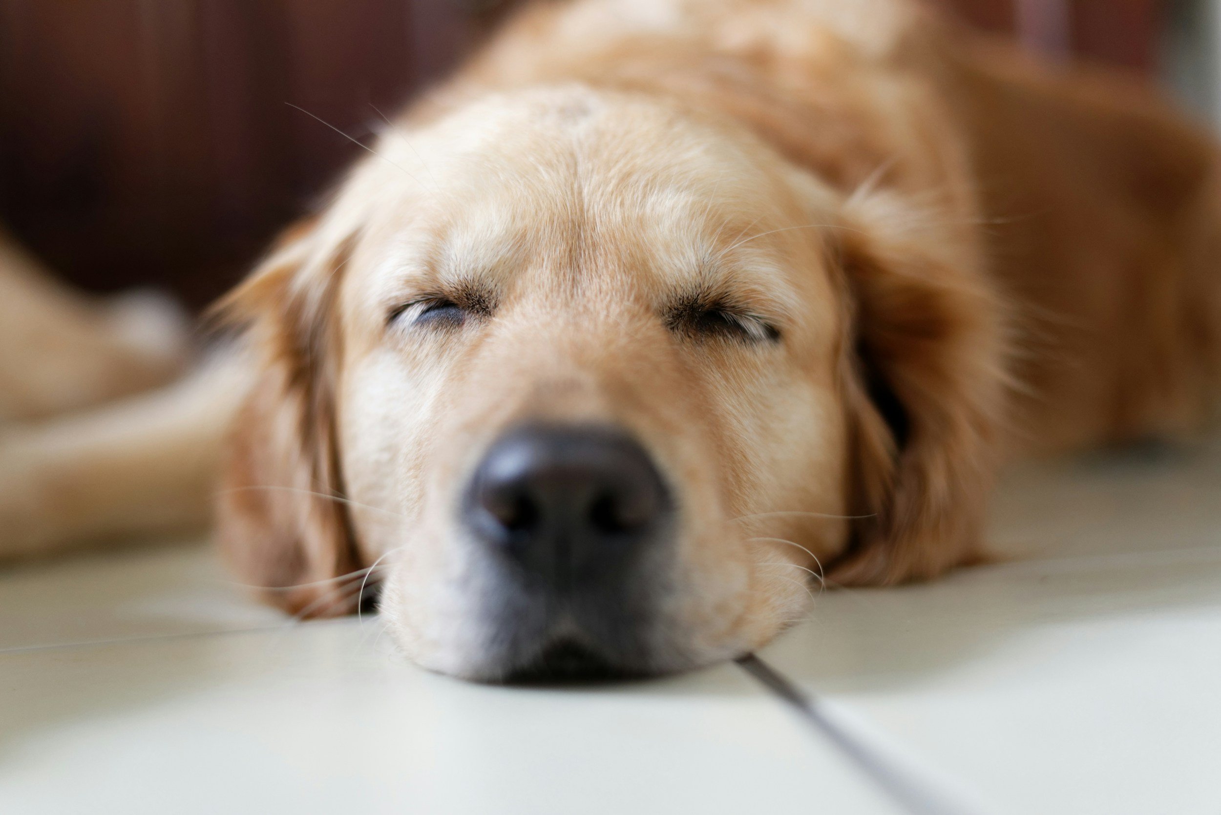 Why Does My Dog Sleep So Much?