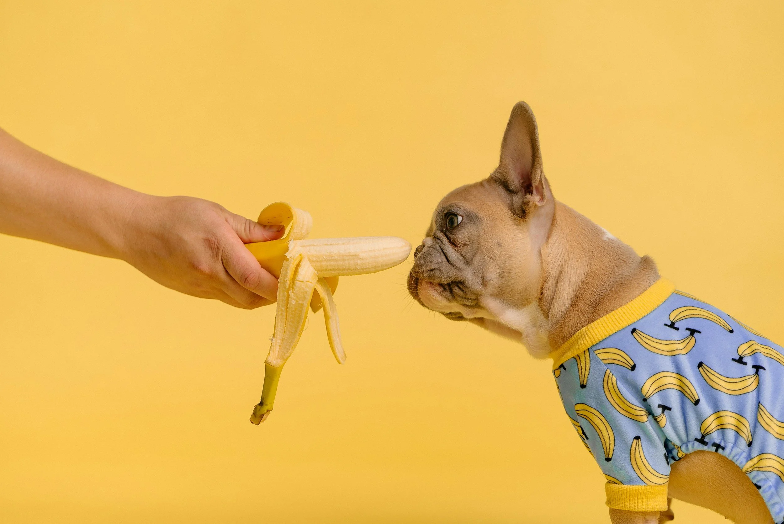 What Fruits Can Dogs Eat?