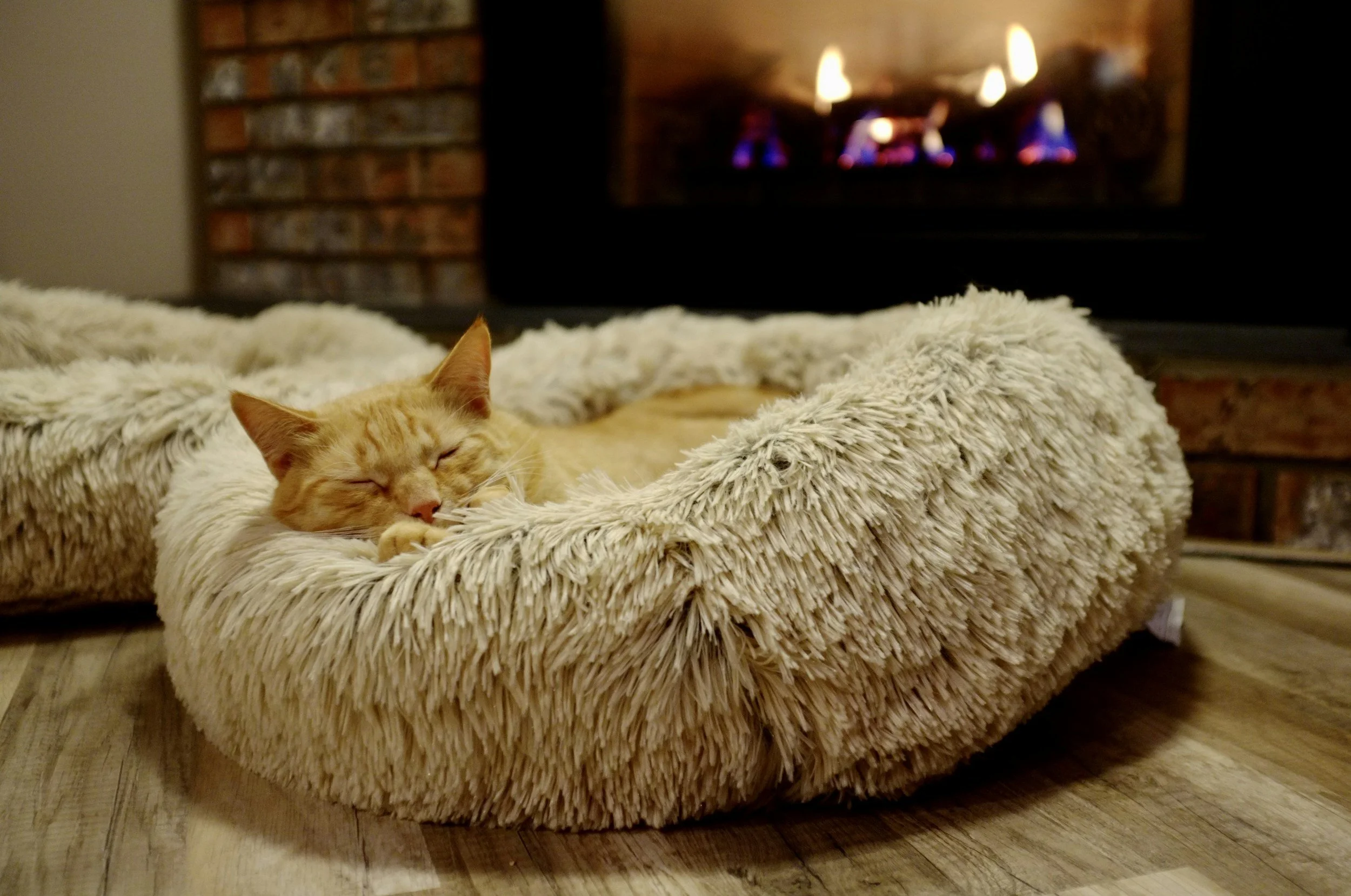 6 Indoor Cat Essentials Every Cat Parent Should Have