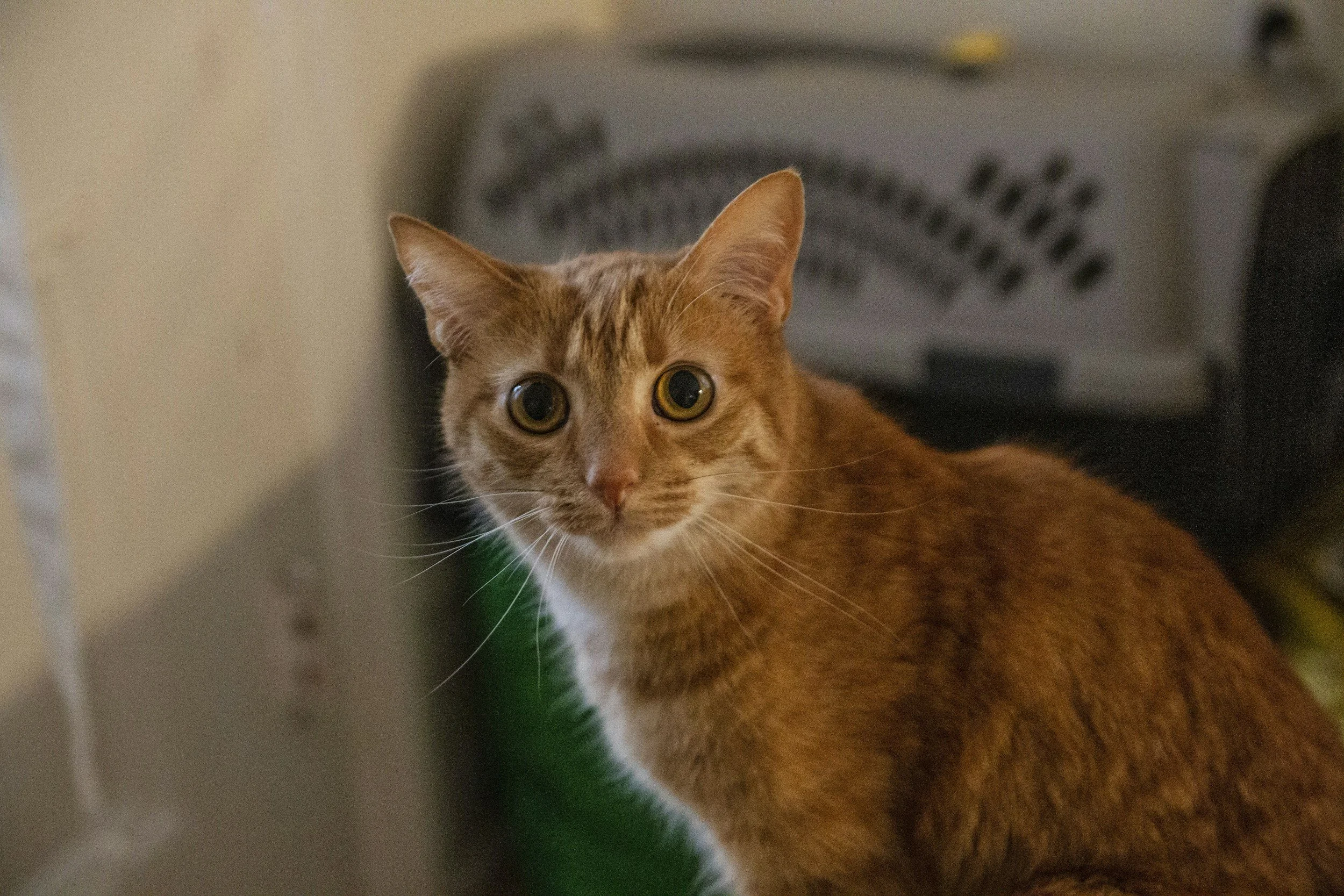 How to Create the Perfect Indoor Environment for Your Cat