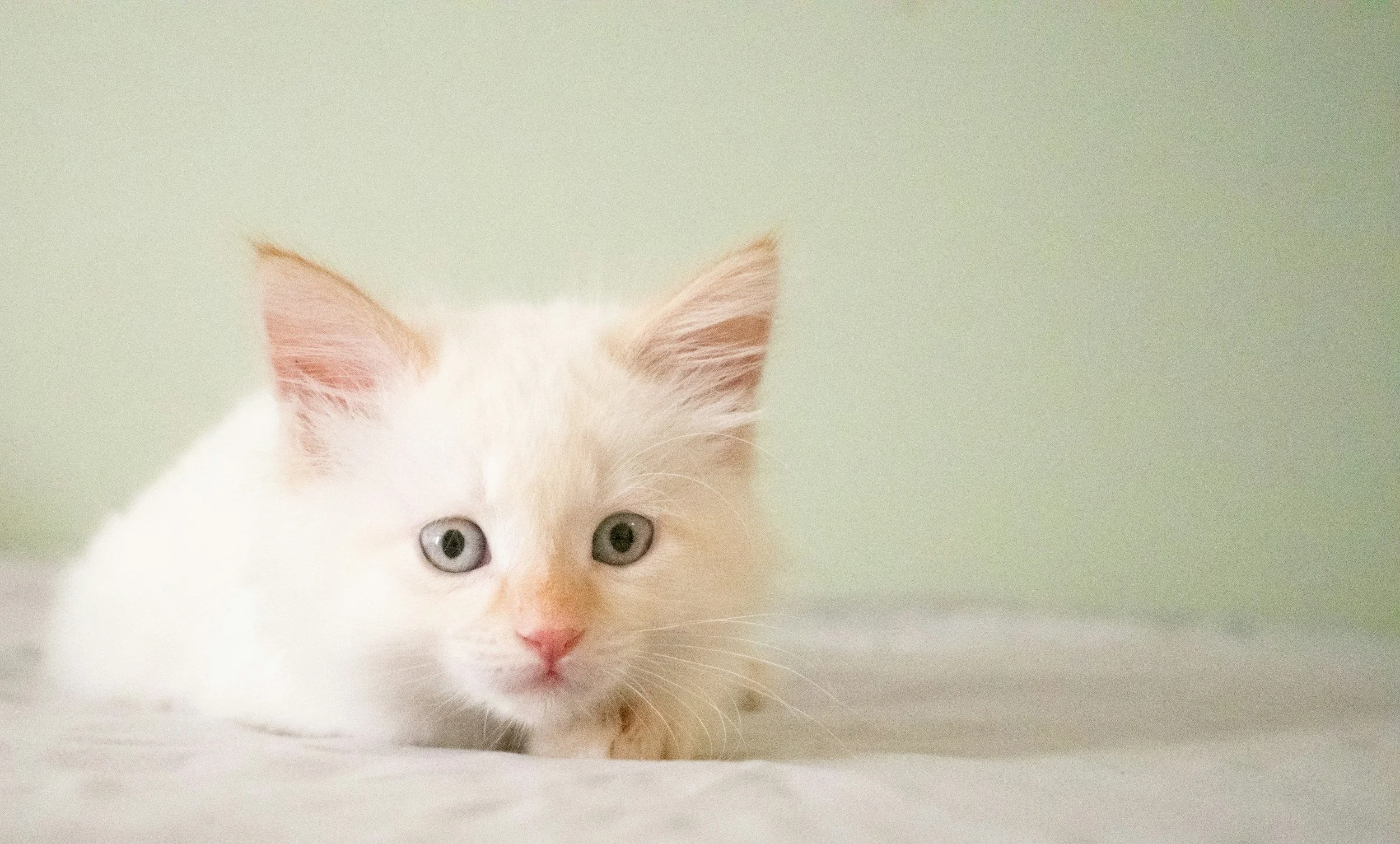 First-Time Cat Owner? 