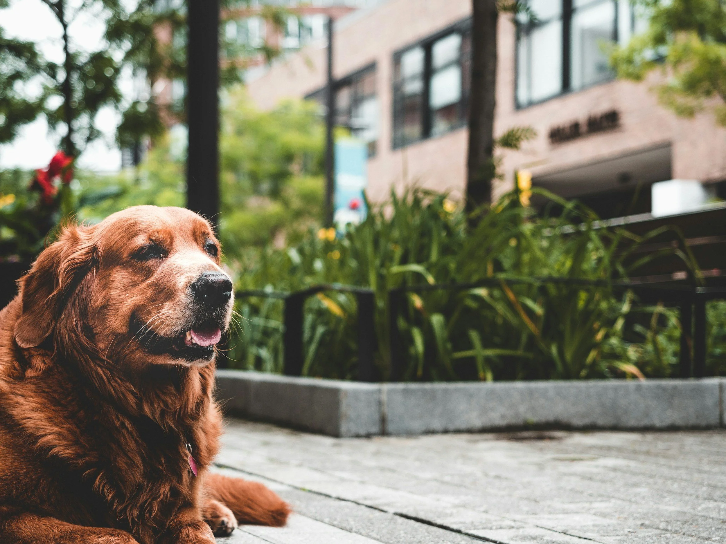 Senior Dog Wellness: Natural Remedies and Care Tips for Aging Canines