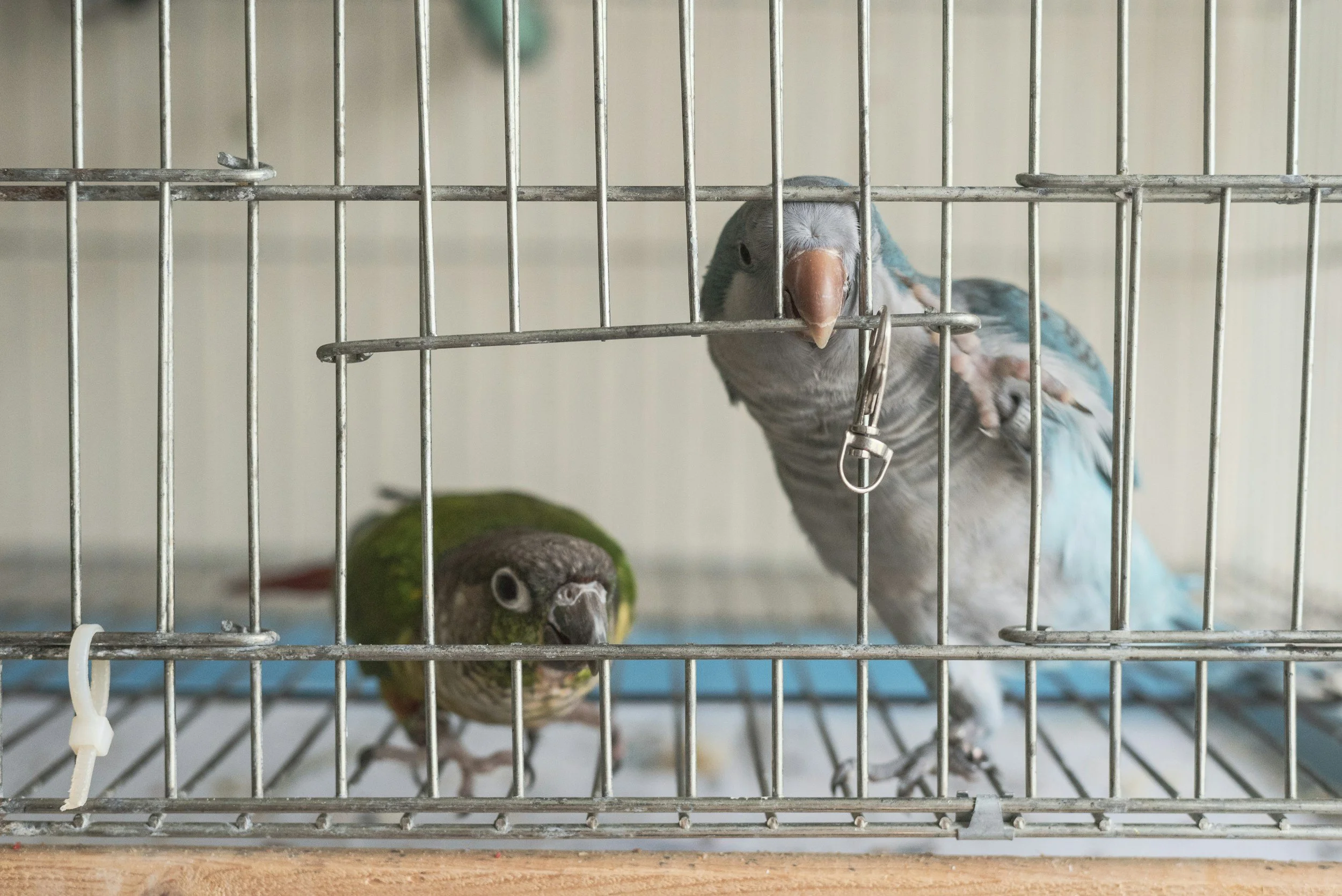 Do Pet Birds Get Lonely?