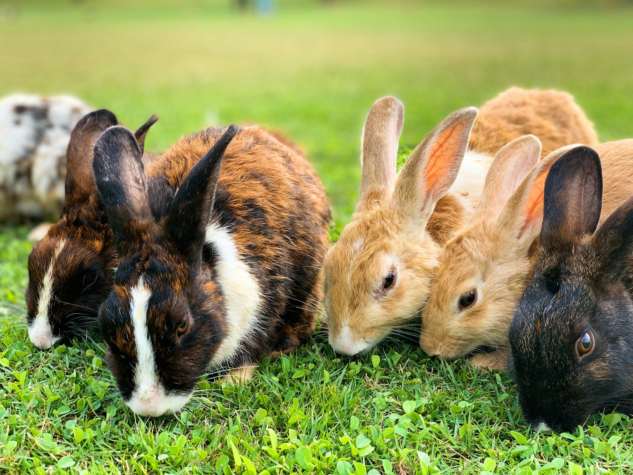 How to Tell If Your Rabbit Is Happy