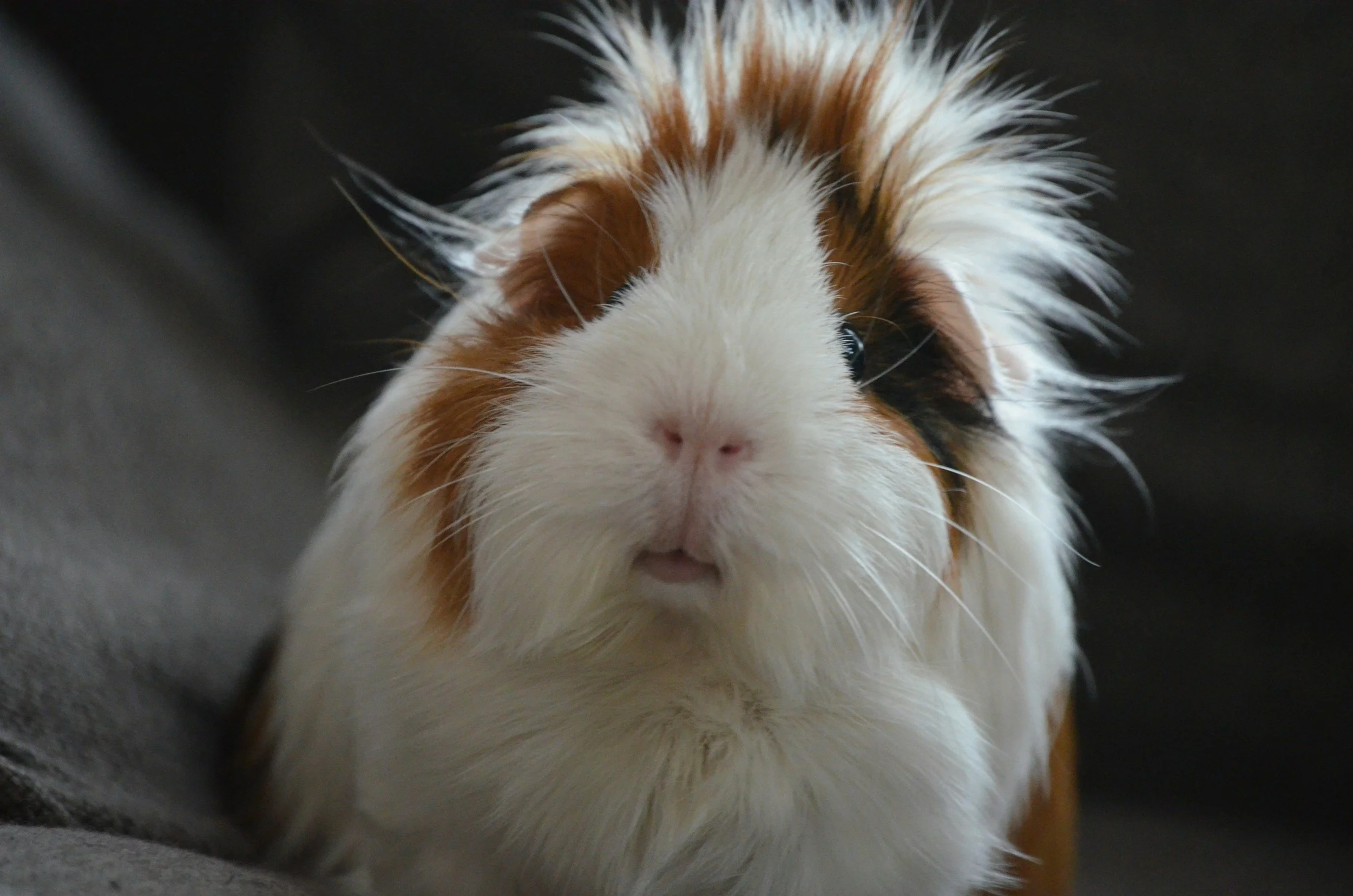 How to Tell If Your Guinea Pig Is Lonely
