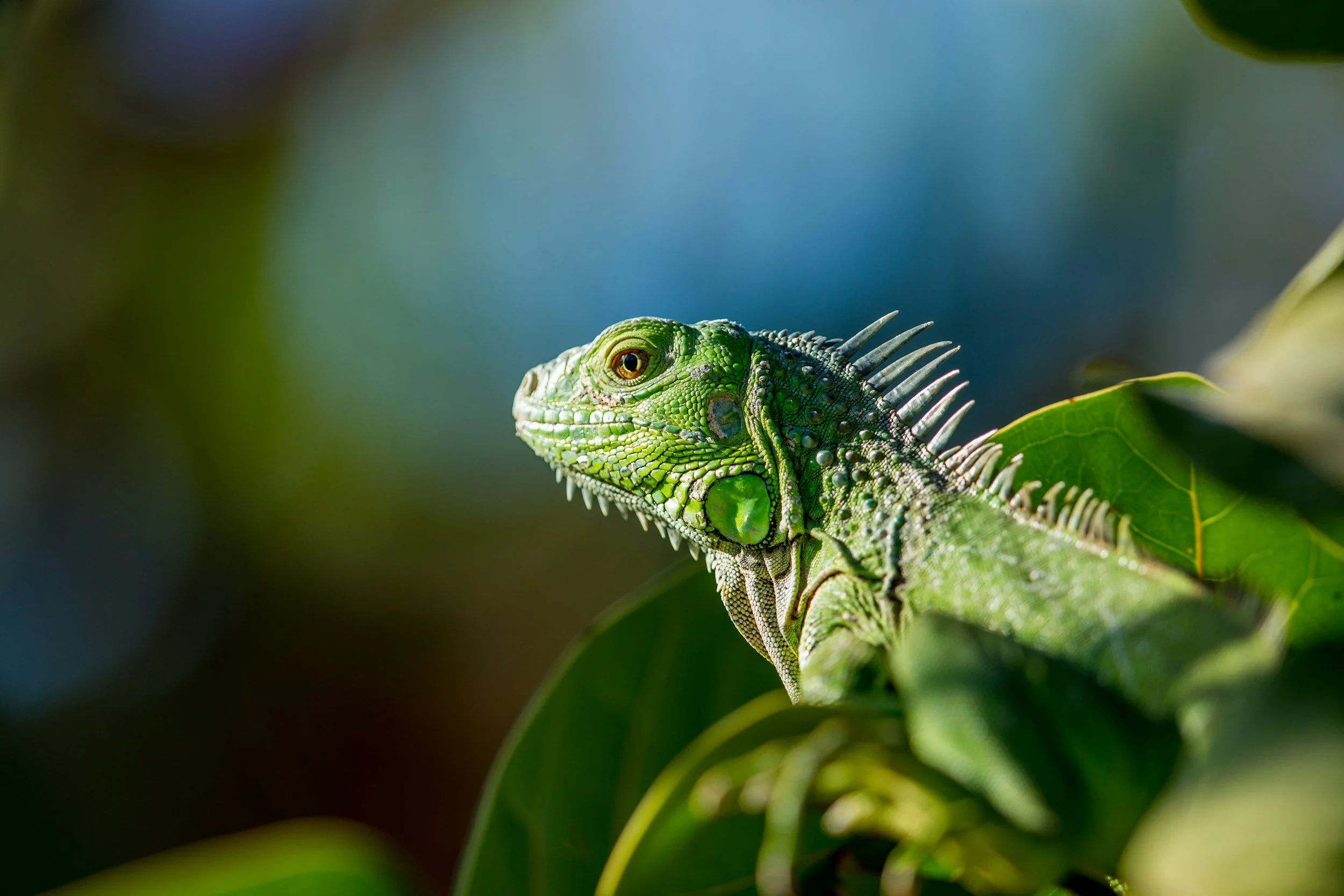 Why Is My Iguana Shedding All Over the Place