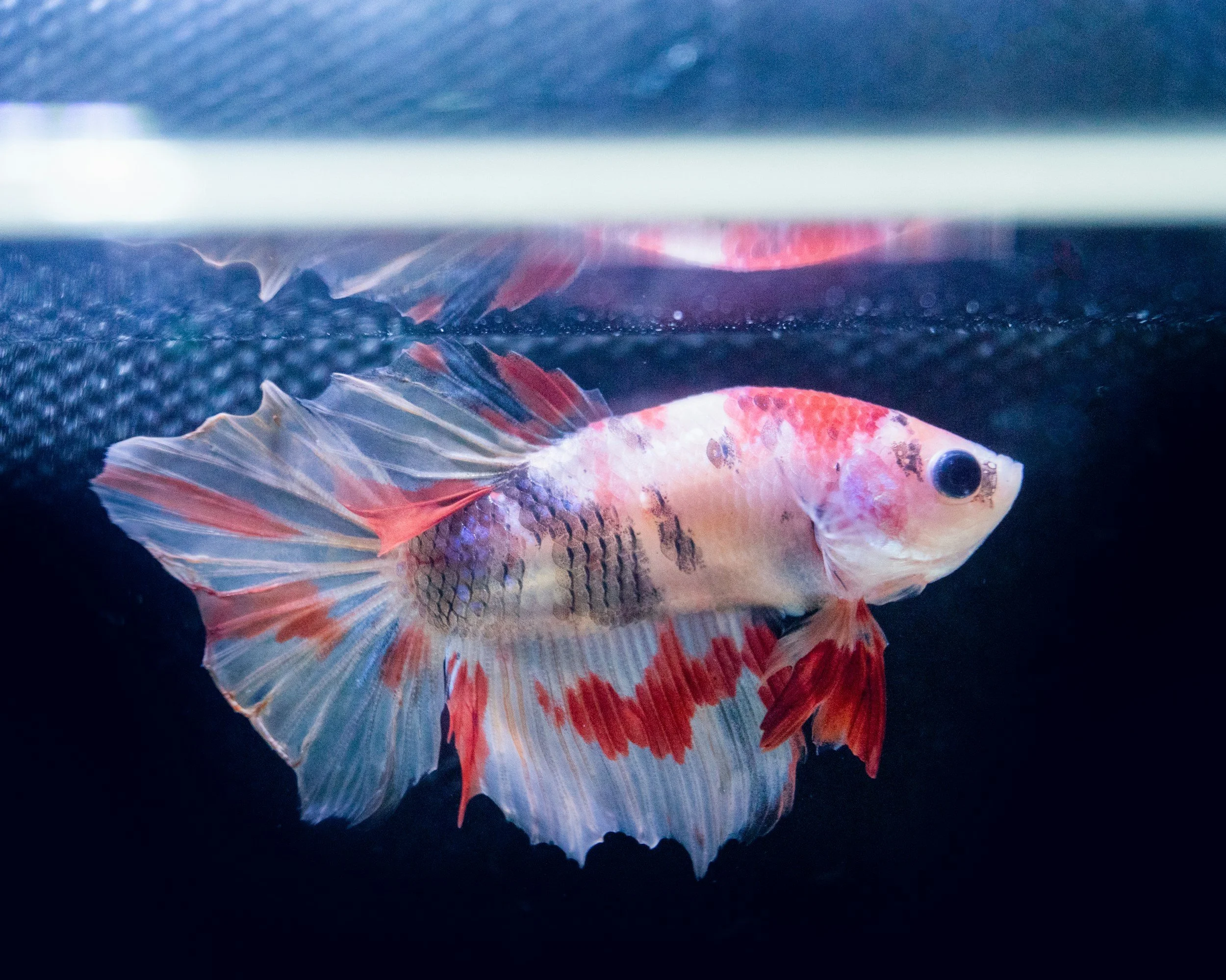 Why Do Betta Fish Flare Their Fins?