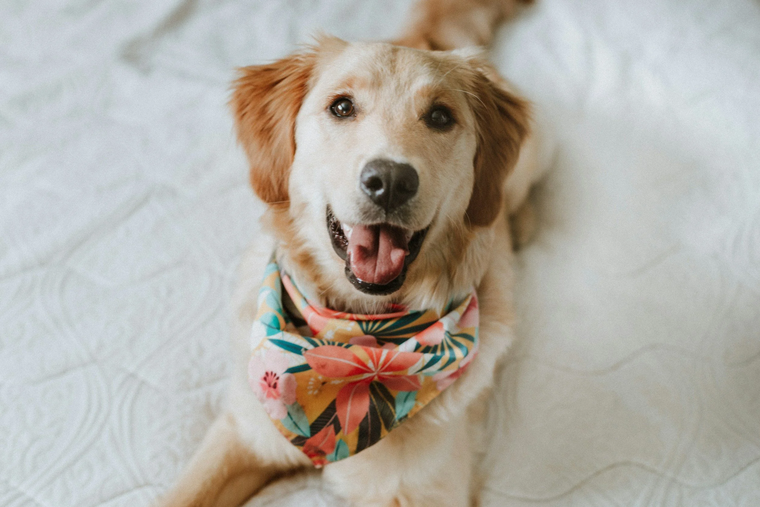 Simple Ways to Keep Your Dog Mentally Stimulated at Home