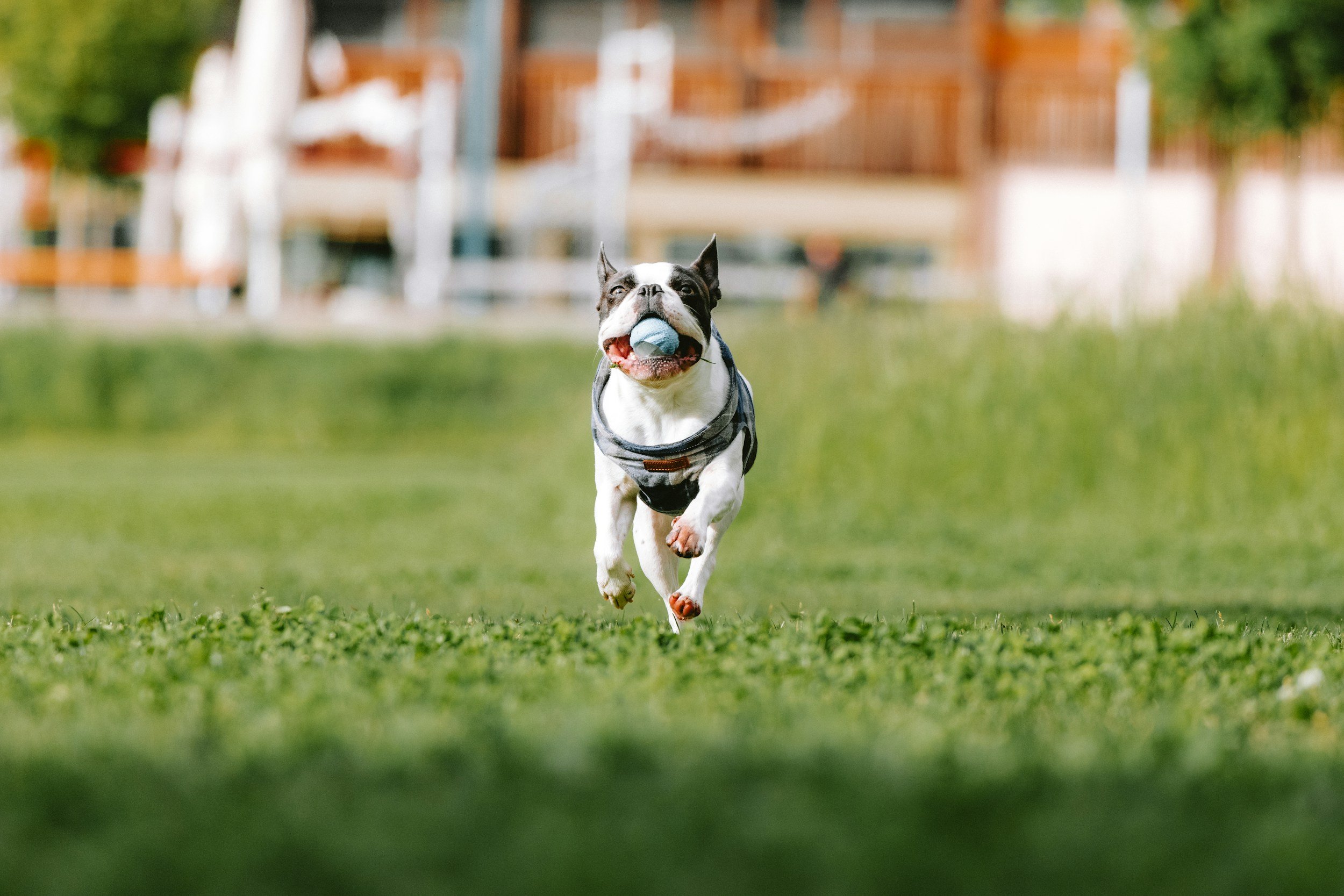 Signs Your Dog Is Grateful 