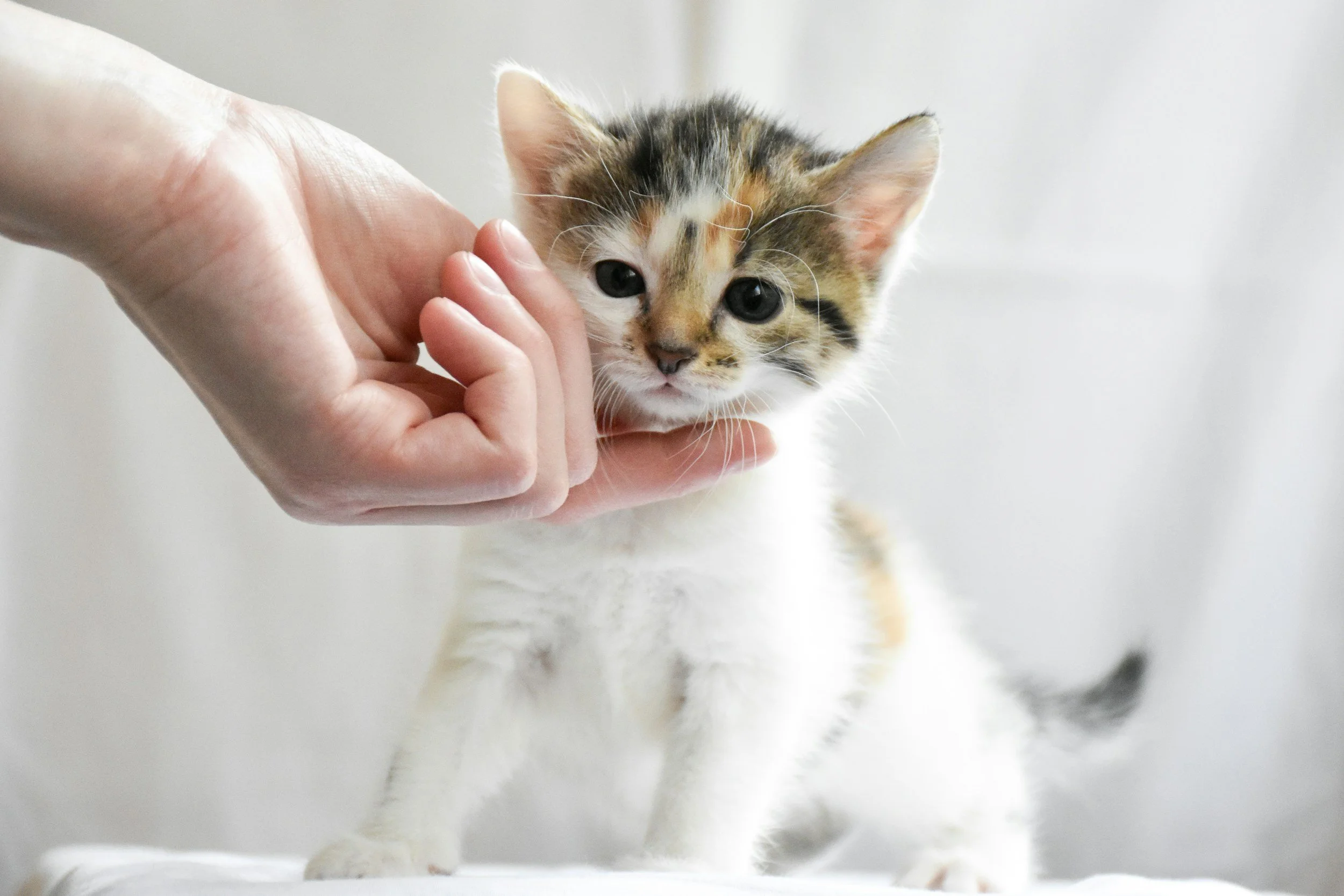 Why Do Cats Knead Their Paws Like Dough