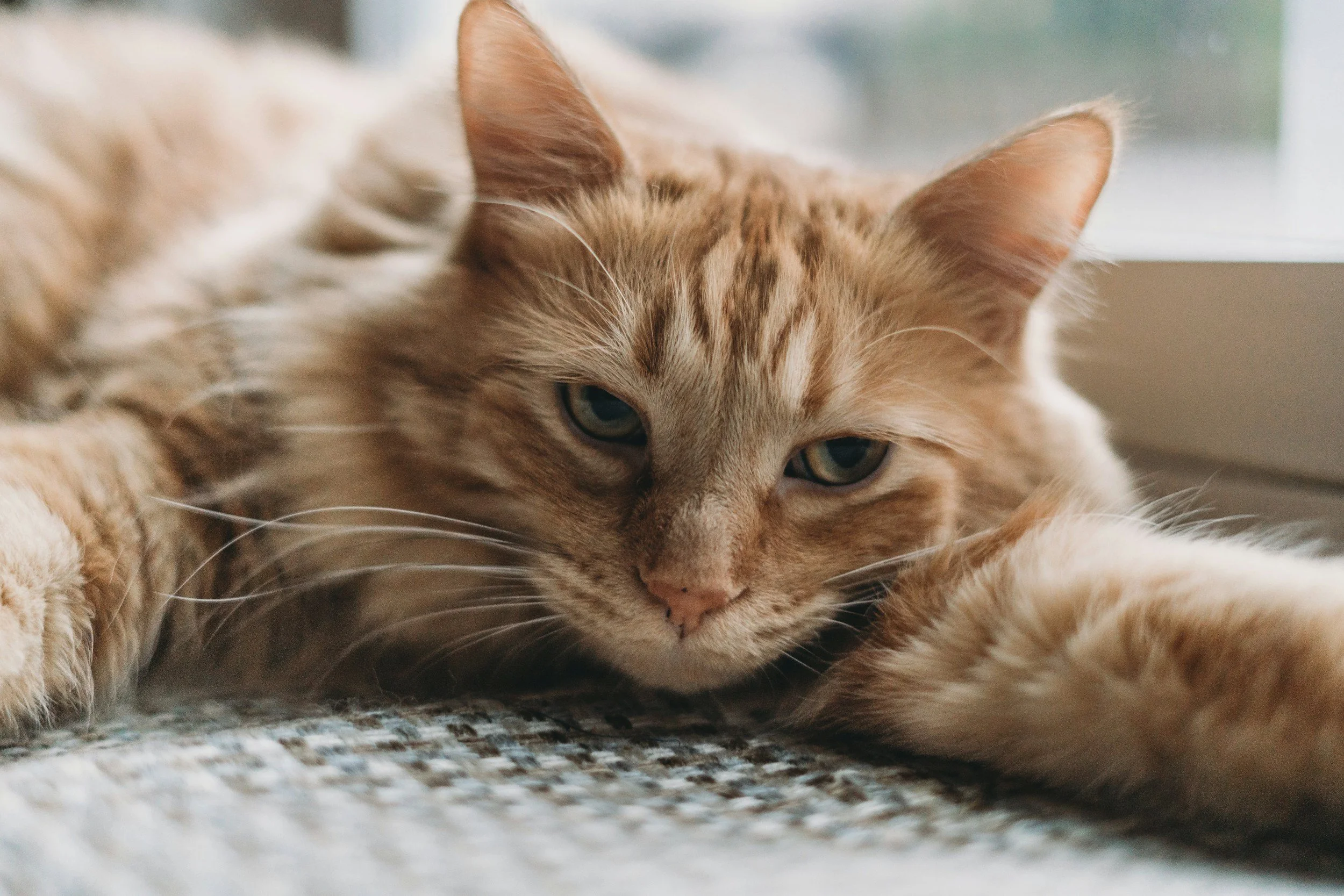 How to Tell If Your Cat Is Bored at Home