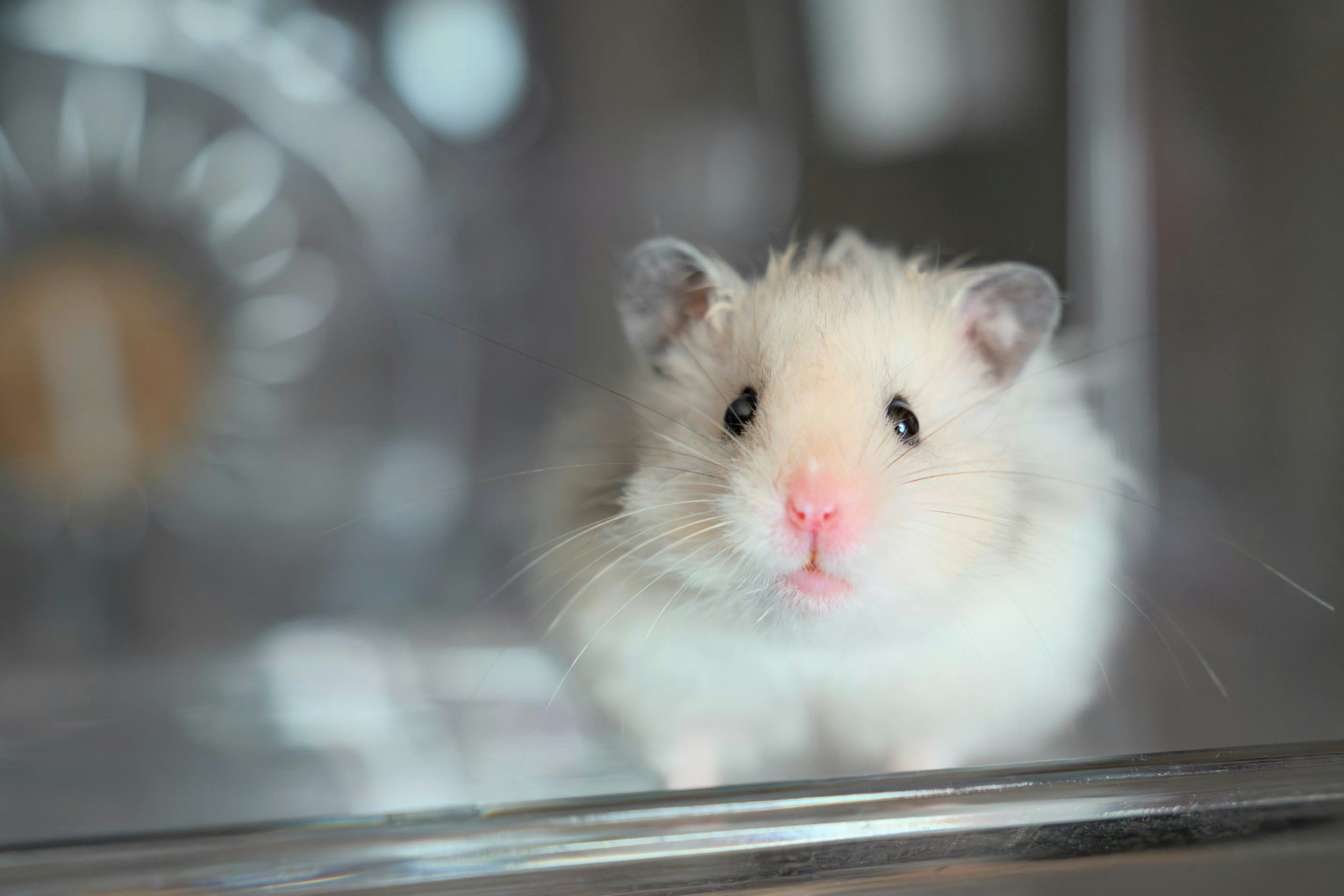 What Your Hamster Needs to Stay Happy and Healthy