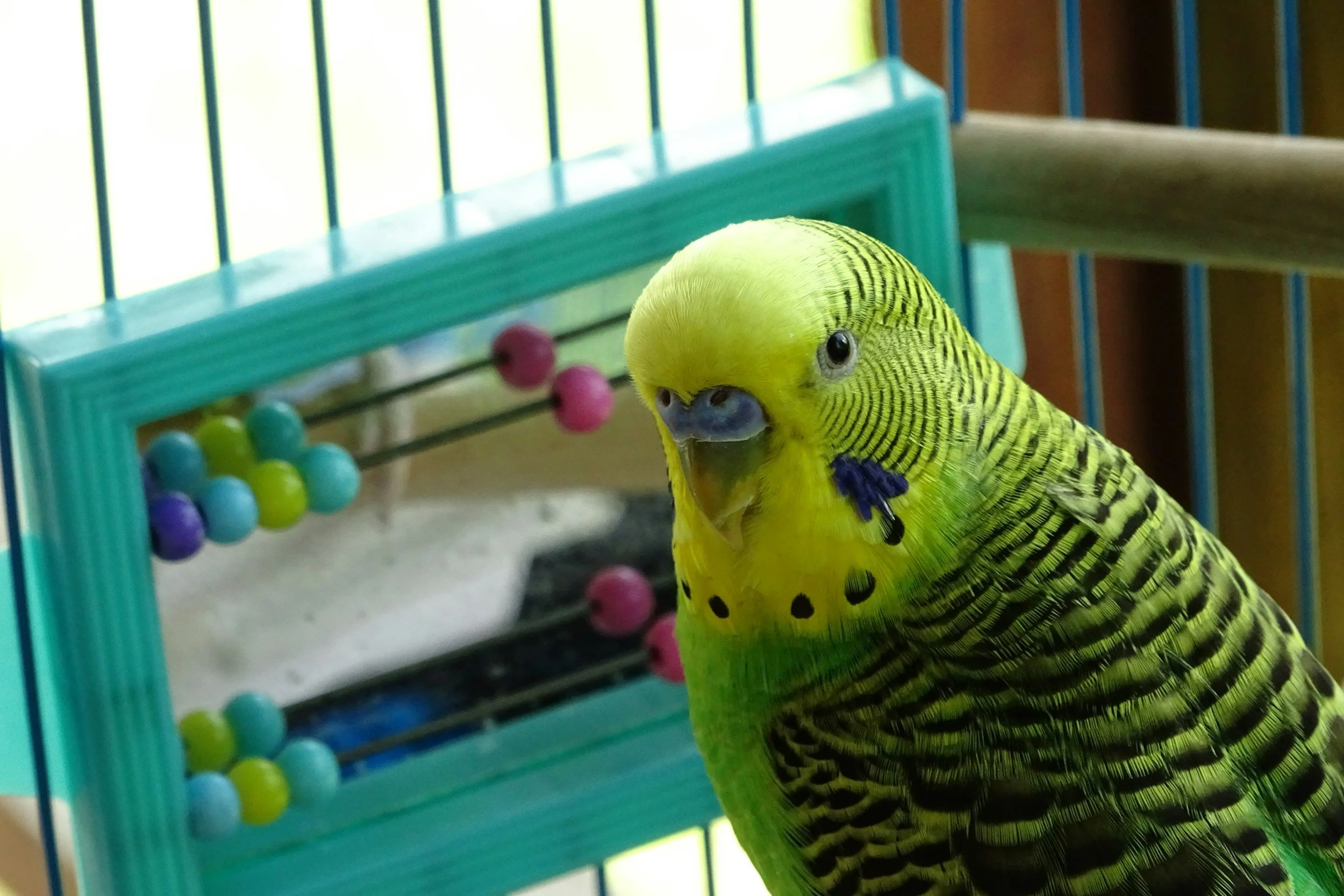How to Tell If Your Bird Is Happy at Home