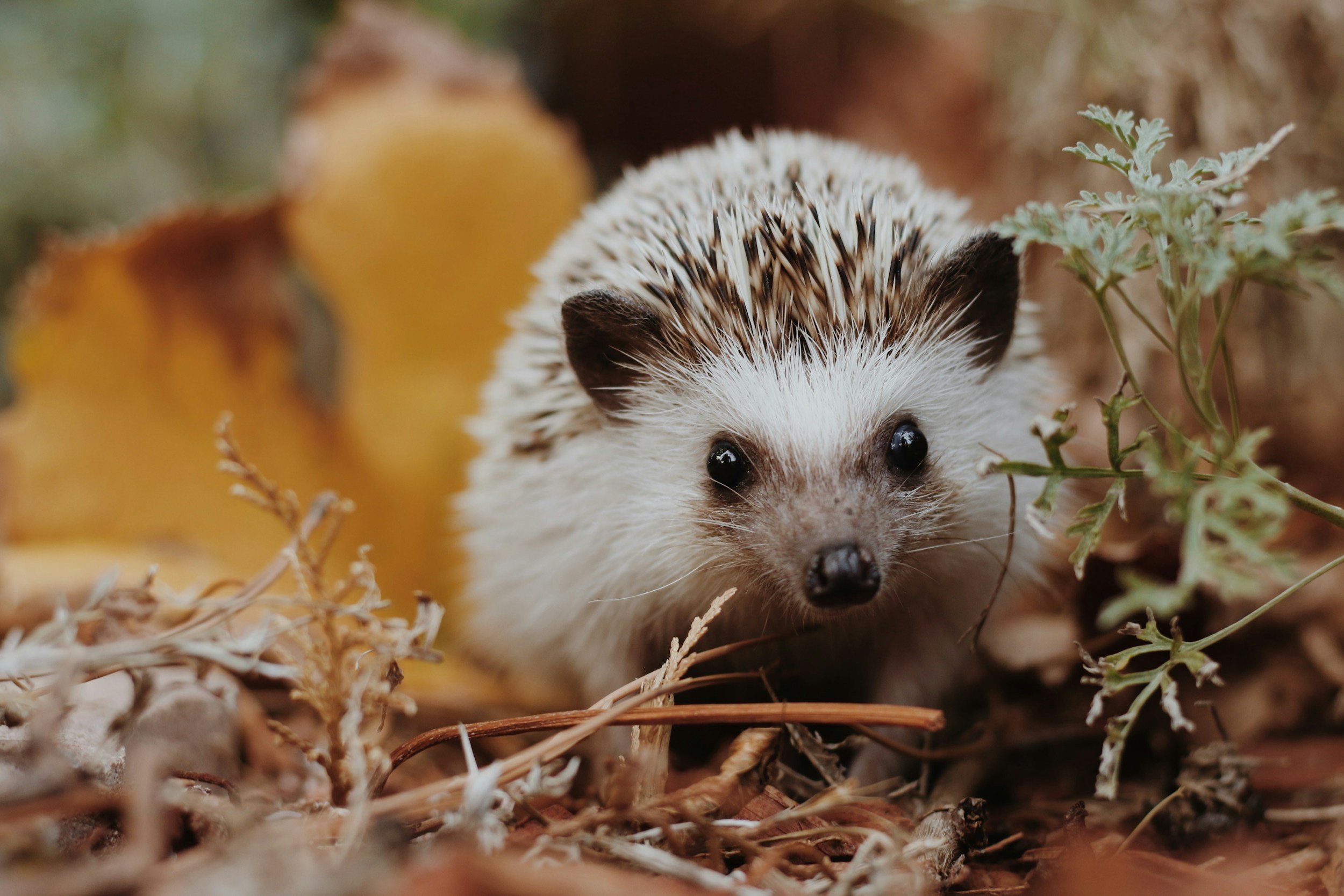 What to Know Before Getting a Pet Hedgehog