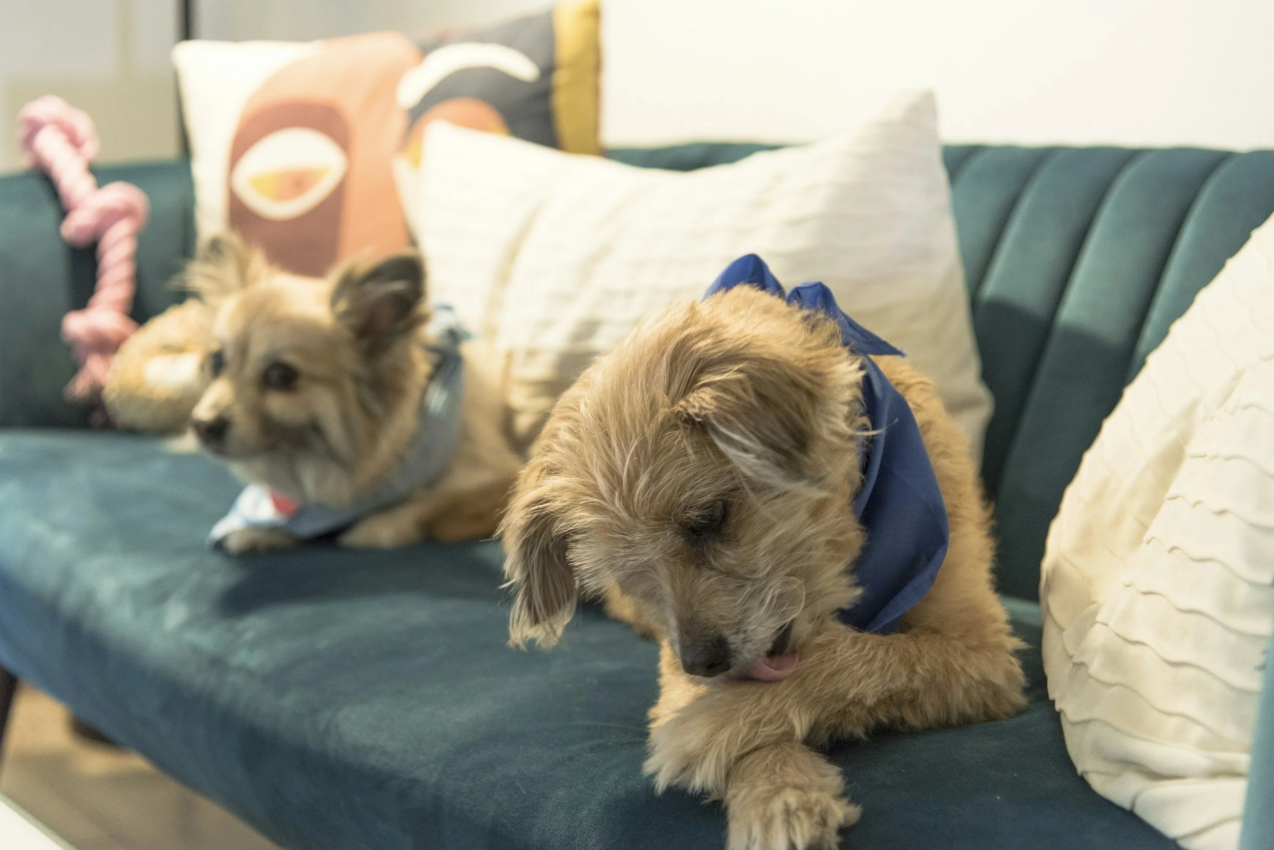 Why Do Dogs Lick Their Paws and When to Worry