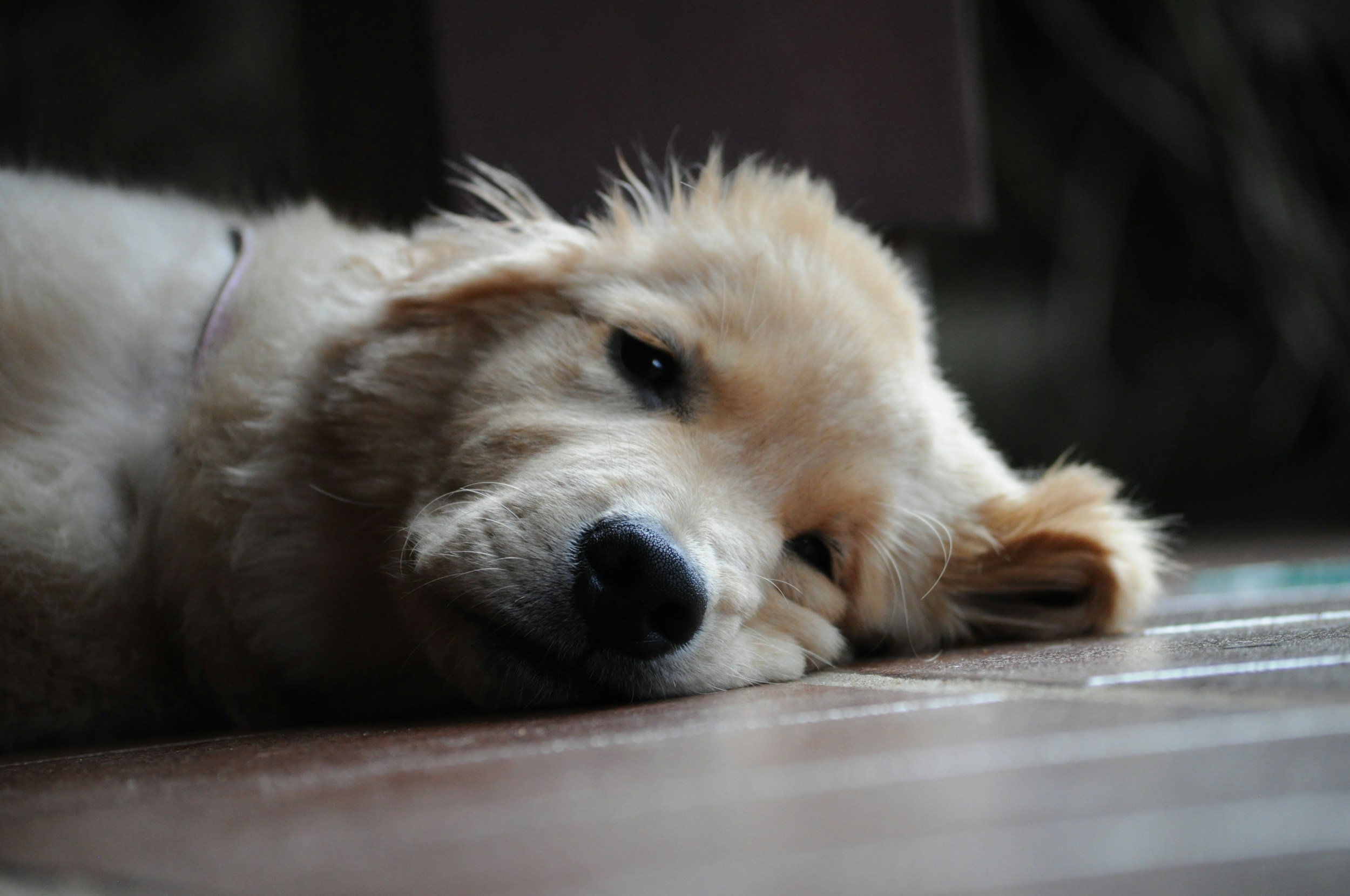 Top Signs Your Dog Needs a Vet Visit