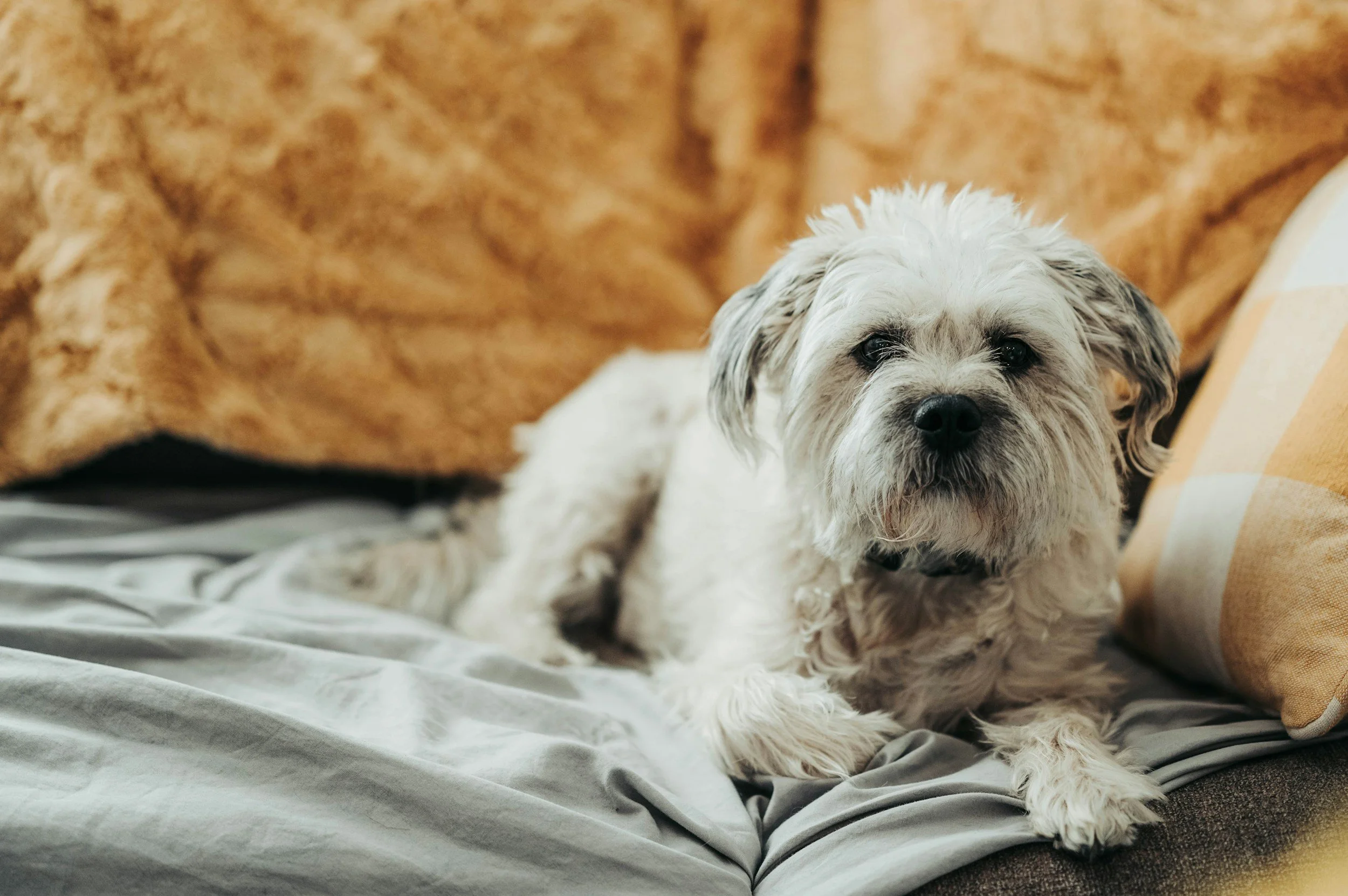 Simple Ways to Help Your Senior Dog Stay Comfortable
