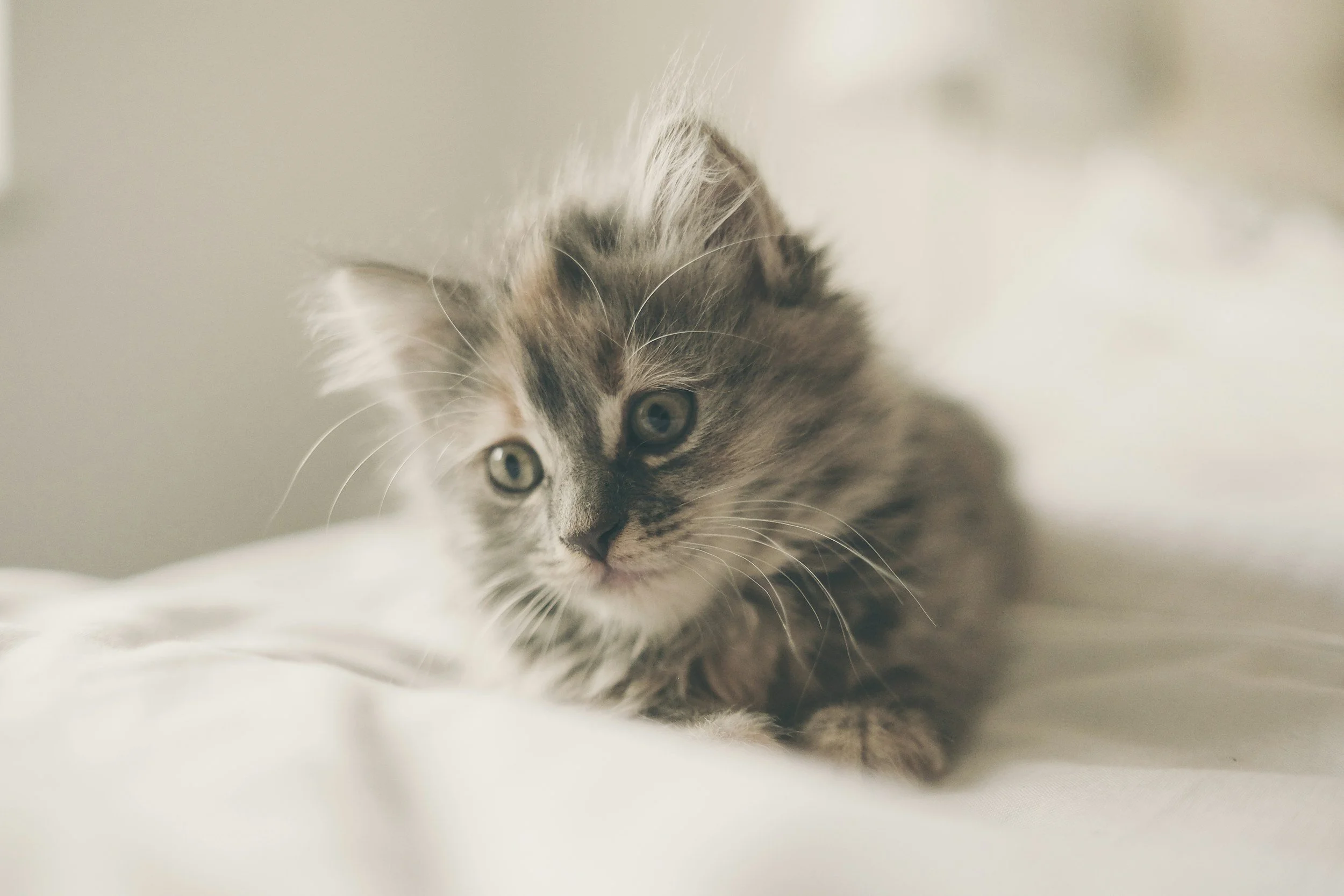 How to Prepare Your Home for a New Kitten