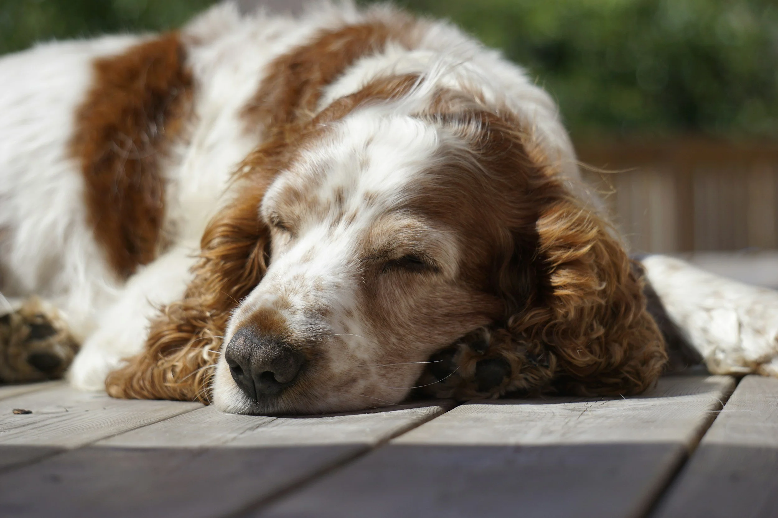 What Your Dog’s Sleeping Position Says About Them